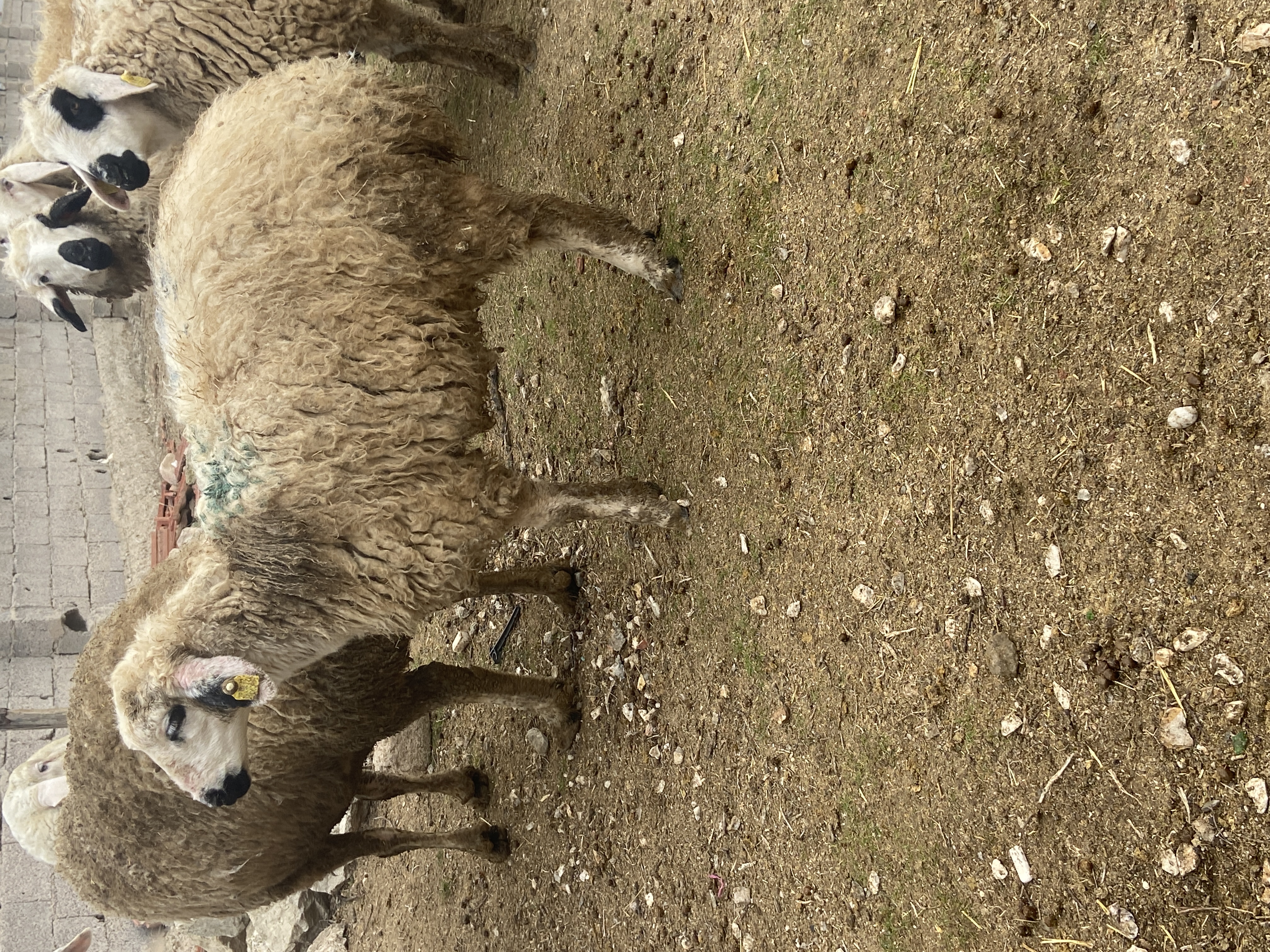 Merinos kırması