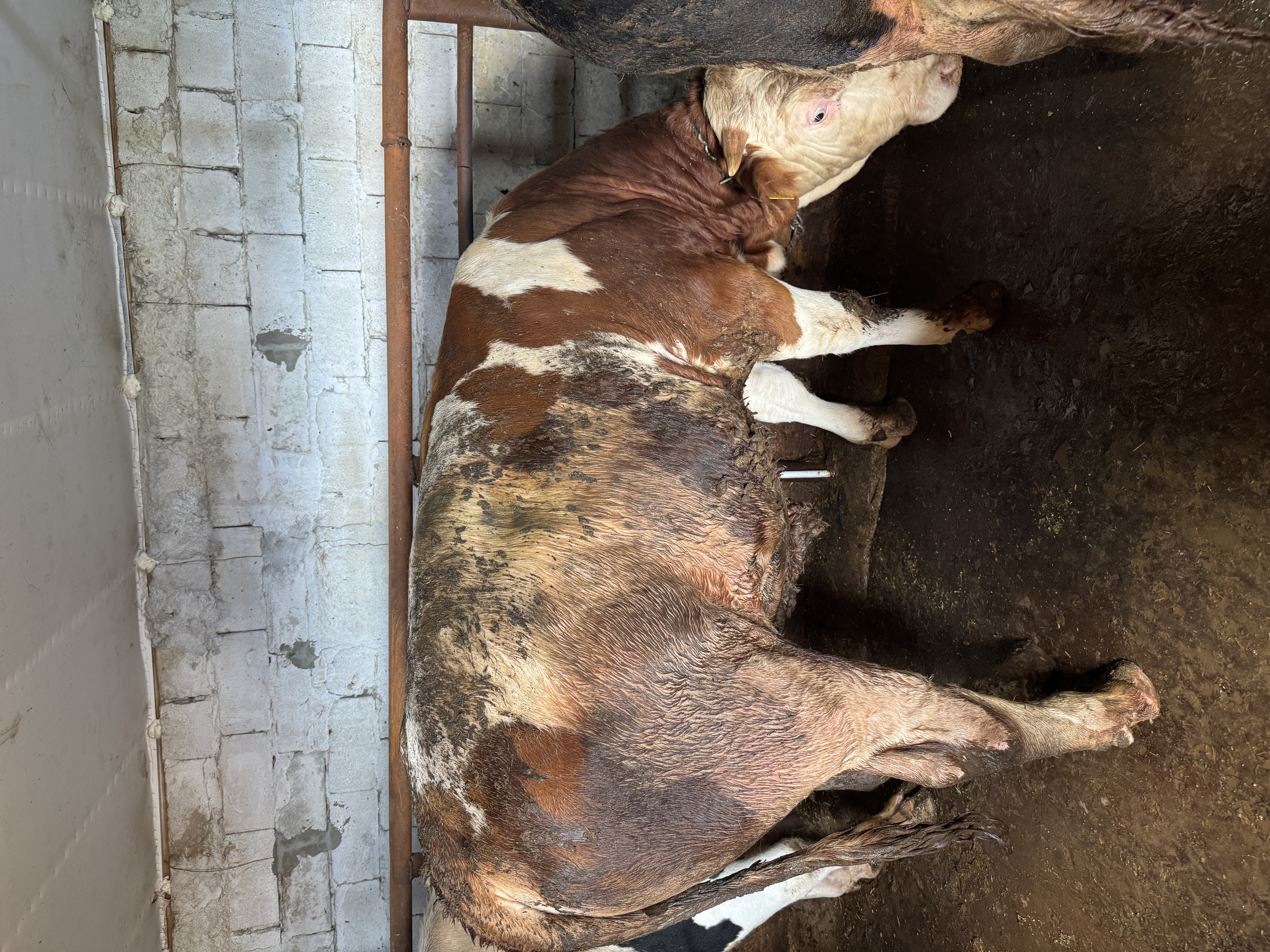 15 aylık danlar montofon simentel akbaş holstein