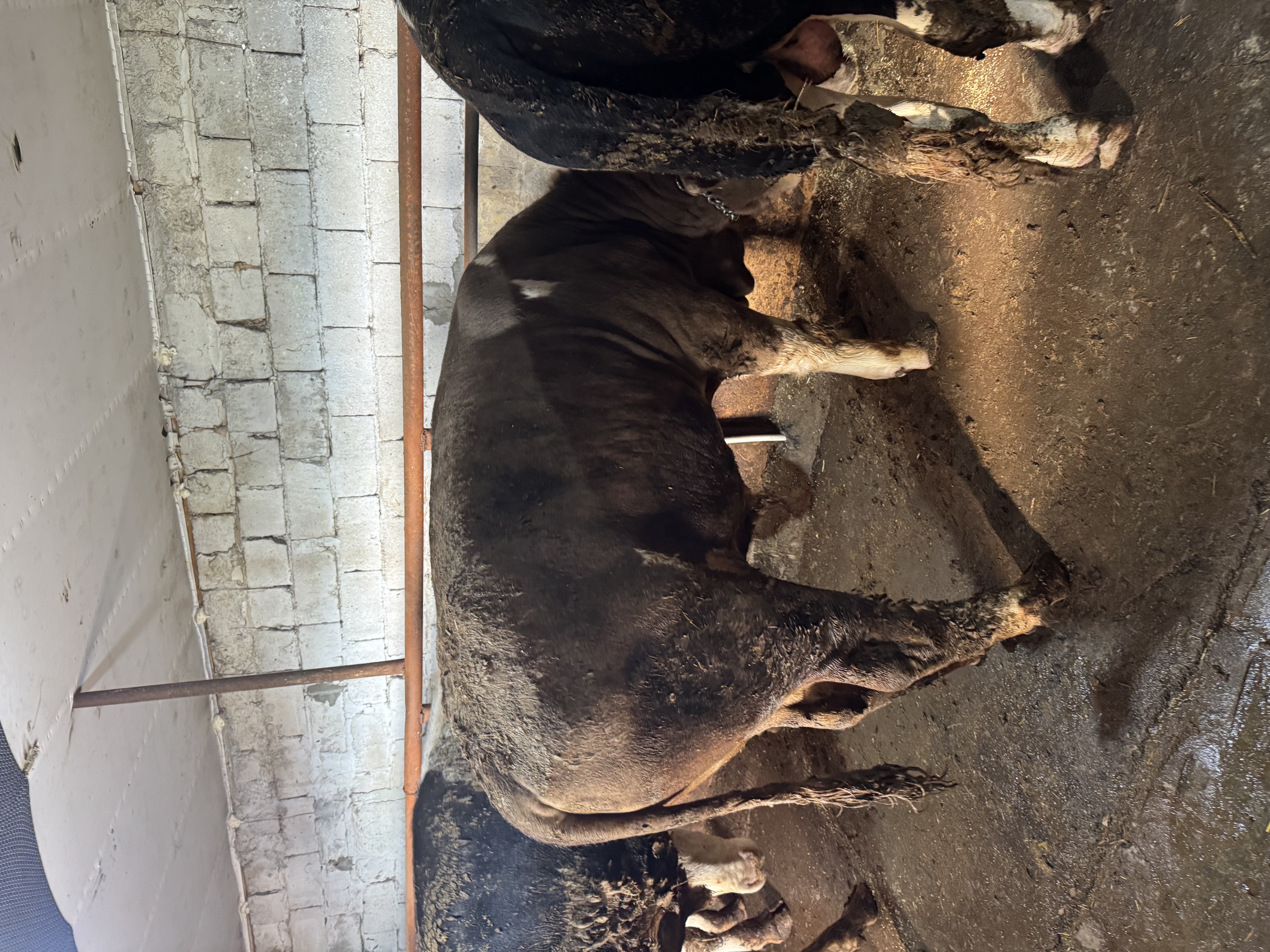 15 aylık danlar montofon simentel akbaş holstein