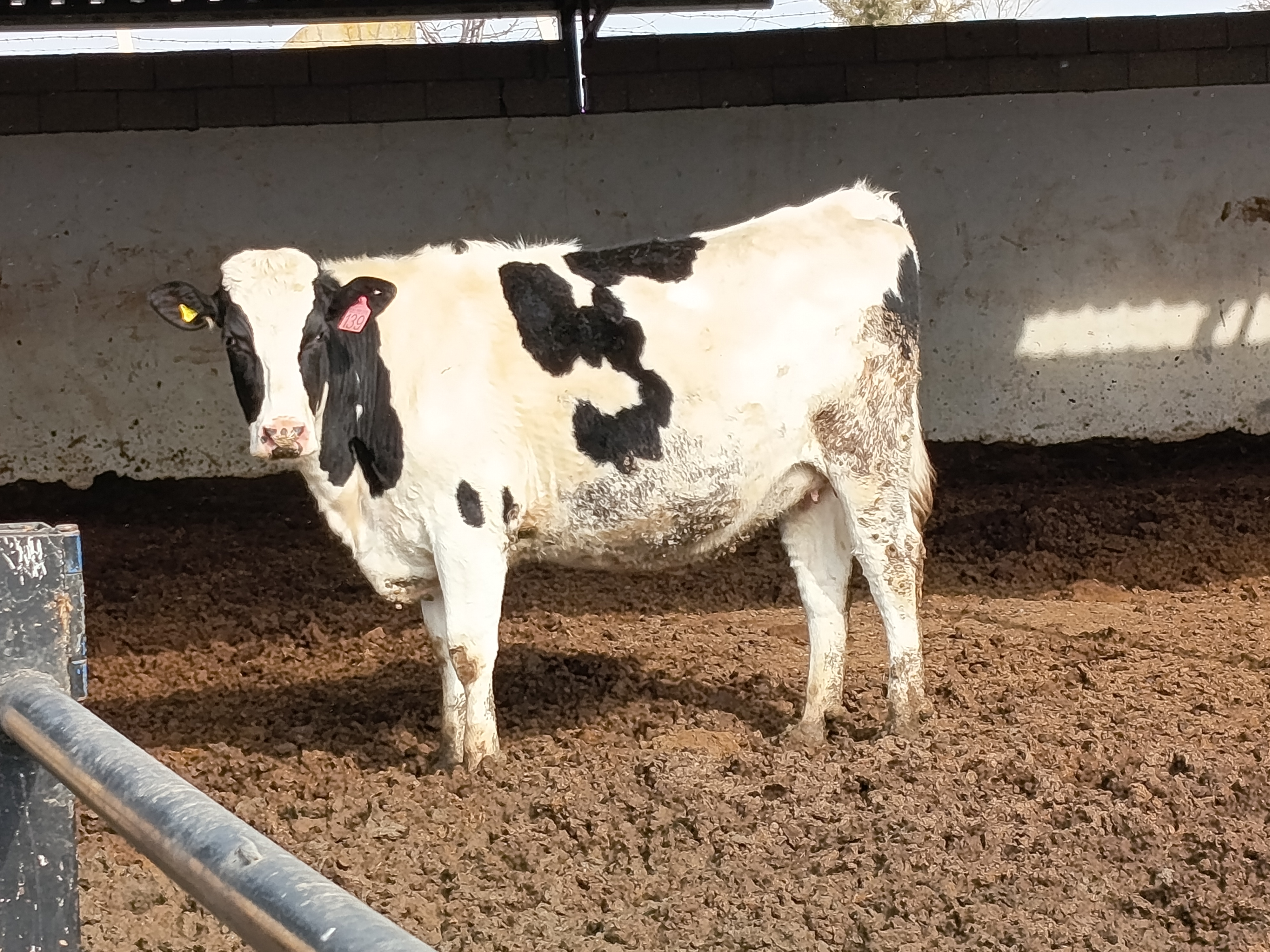 ENES DAMIZLIK DÜVE MERKEZİ        Damızlık Holstein ve Simental  Gebe Düvelerimiz Banka Kredisine Uygun