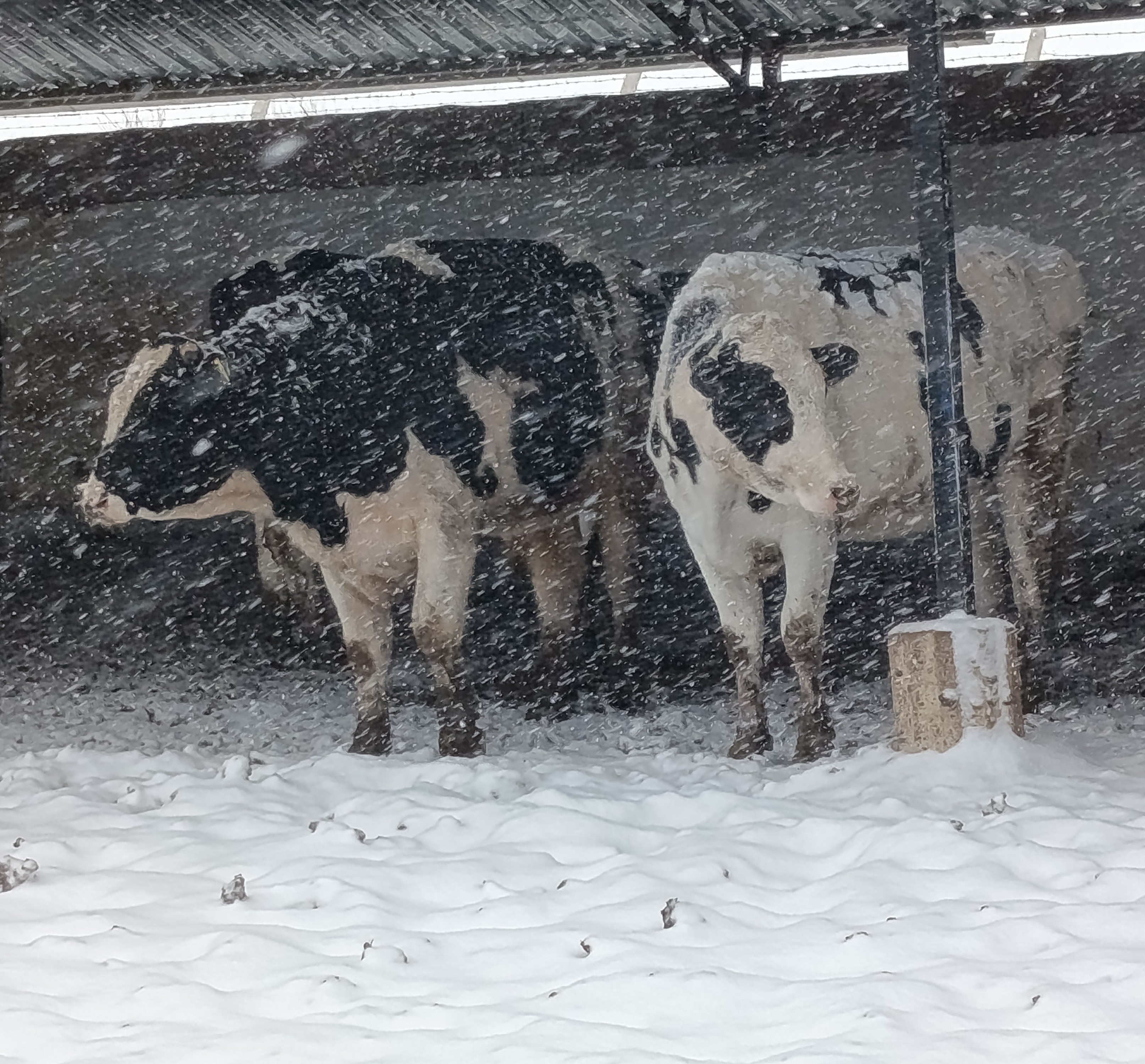 ENES DAMIZLIK DÜVE MERKEZİ        Damızlık Holstein ve Simental  Gebe Düvelerimiz Banka Kredisine Uygun