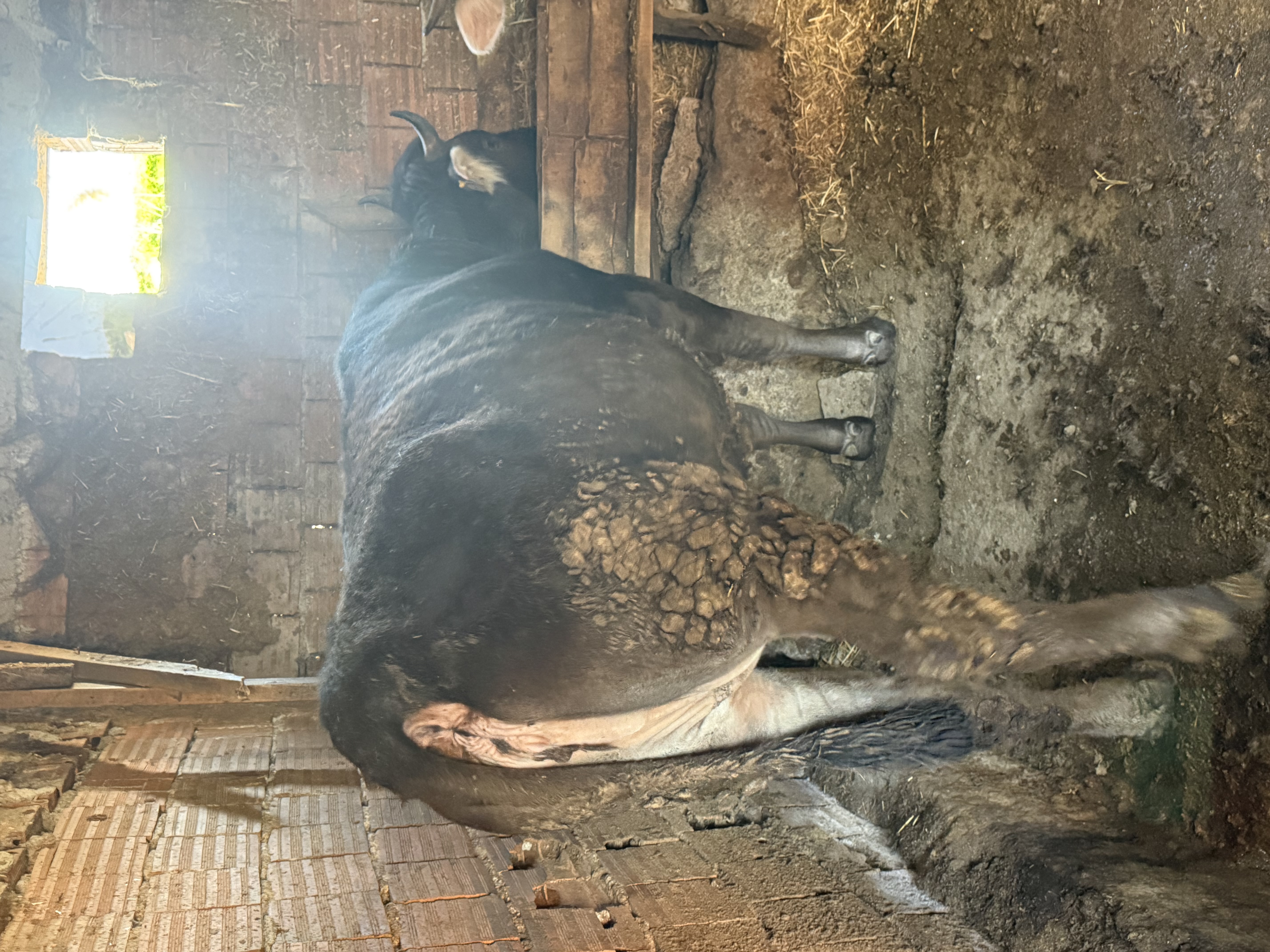 Her bütçeye uygun kurbanlık