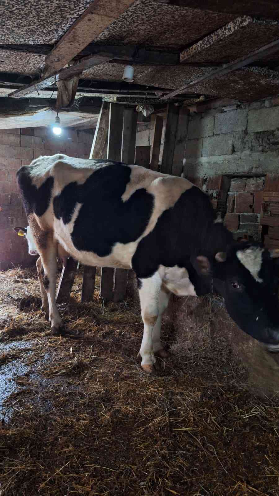 3 lü holştein inek ve buzak