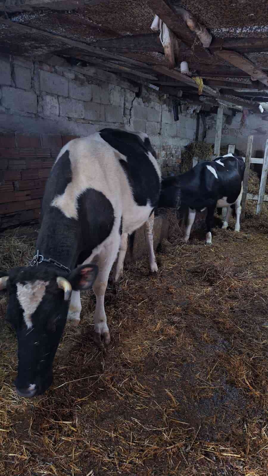 3 lü holştein inek ve buzak