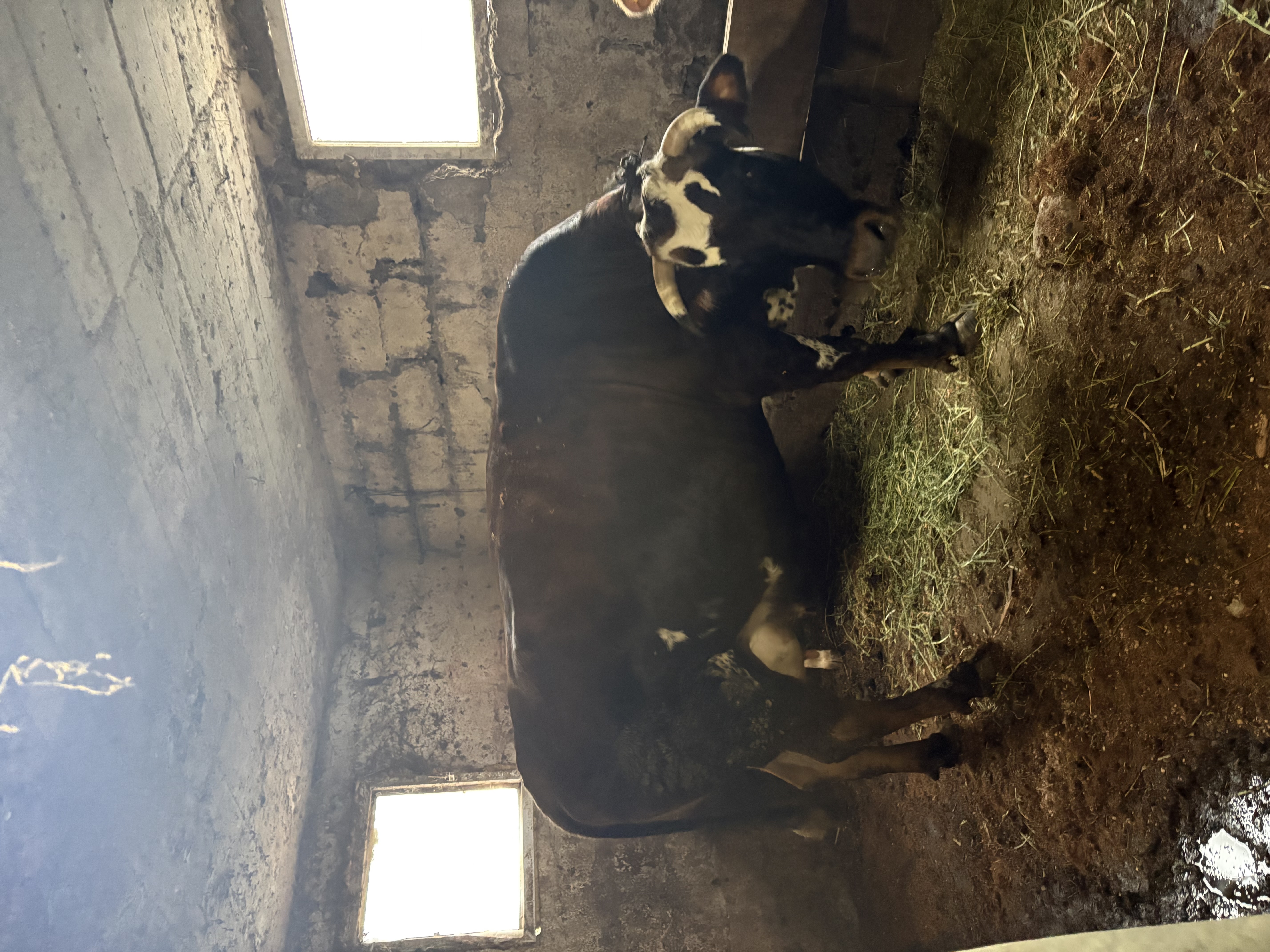Doğuma on gün kaldı günlük 20 kg sütü bulunur