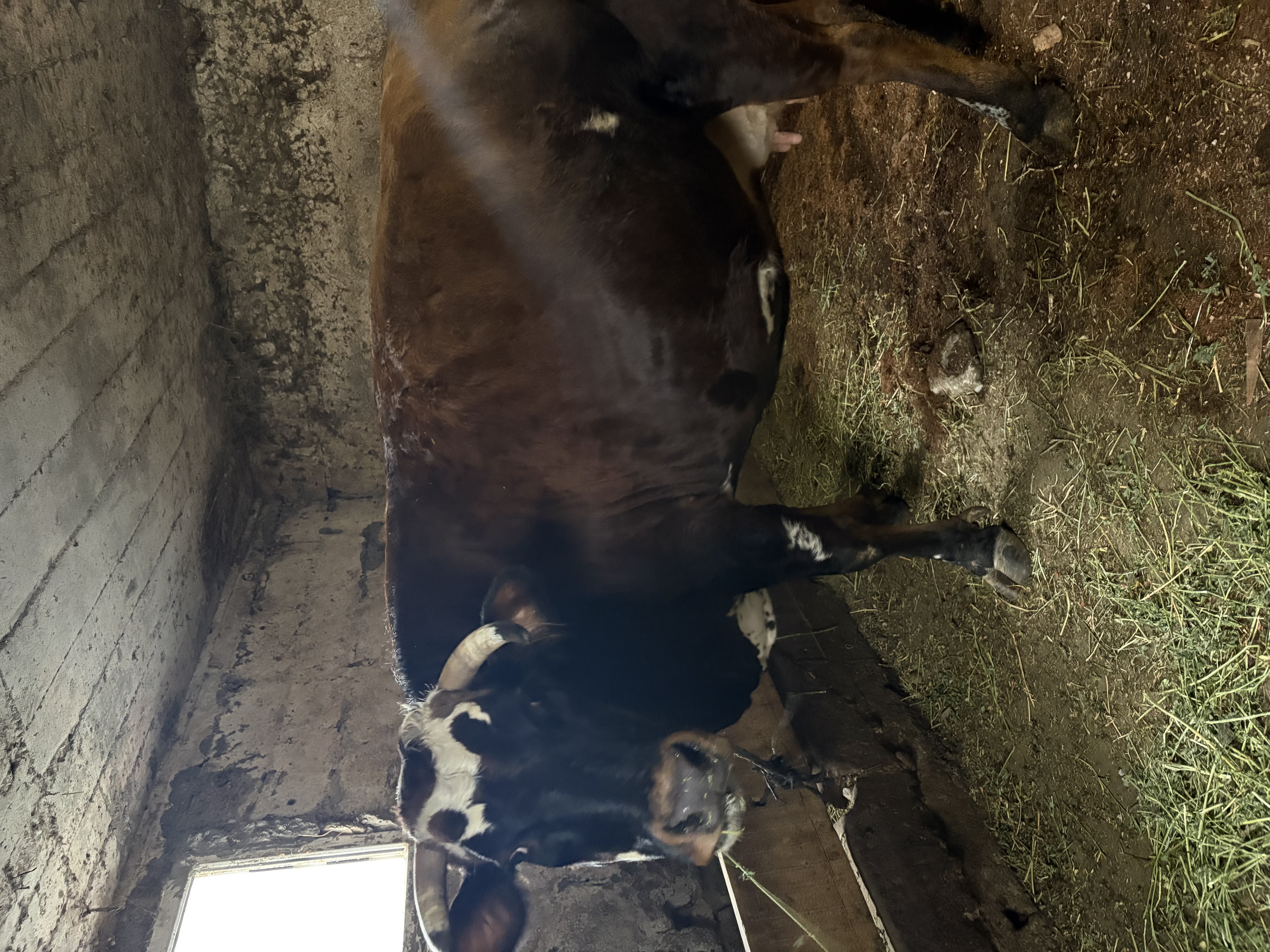 Doğuma on gün kaldı günlük 20 kg sütü bulunur