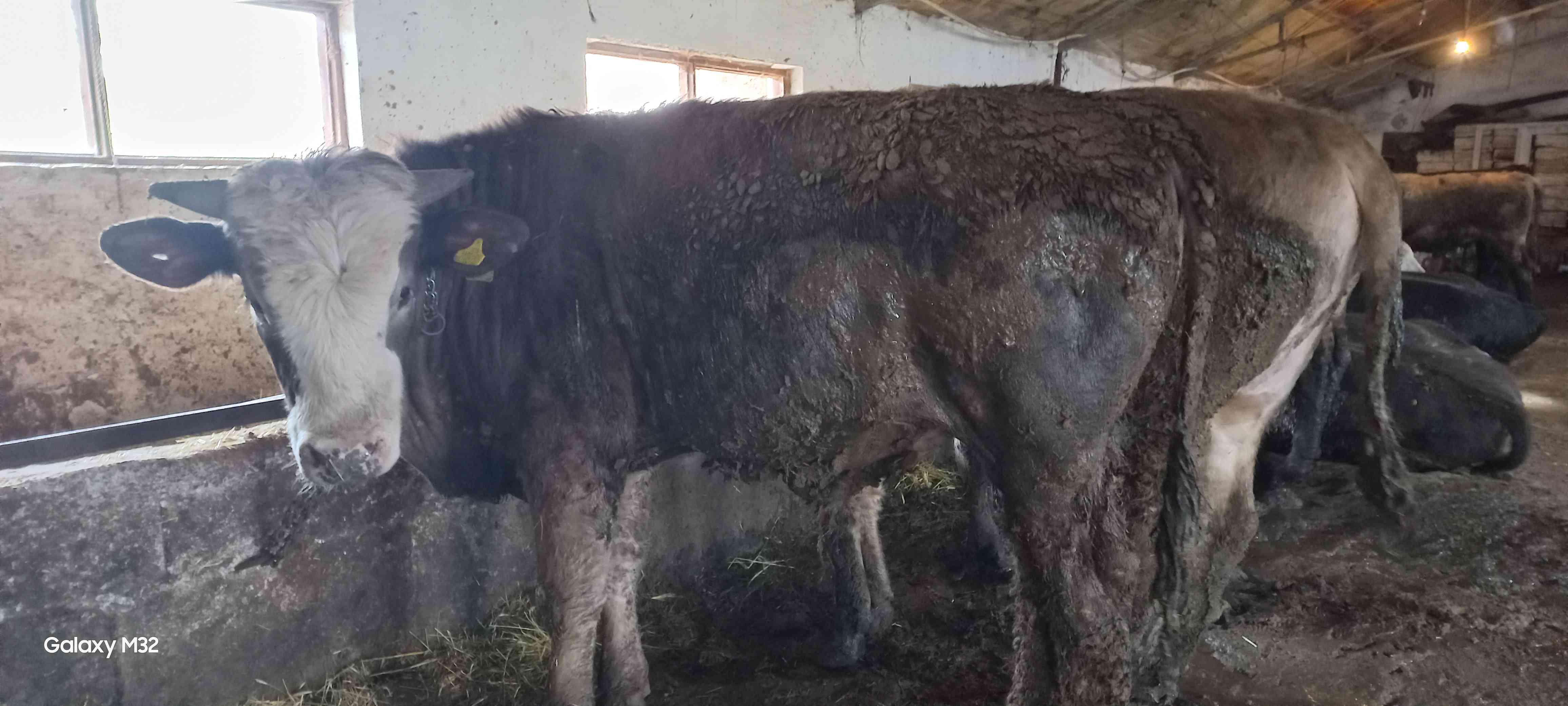 kurbanlık dana düve