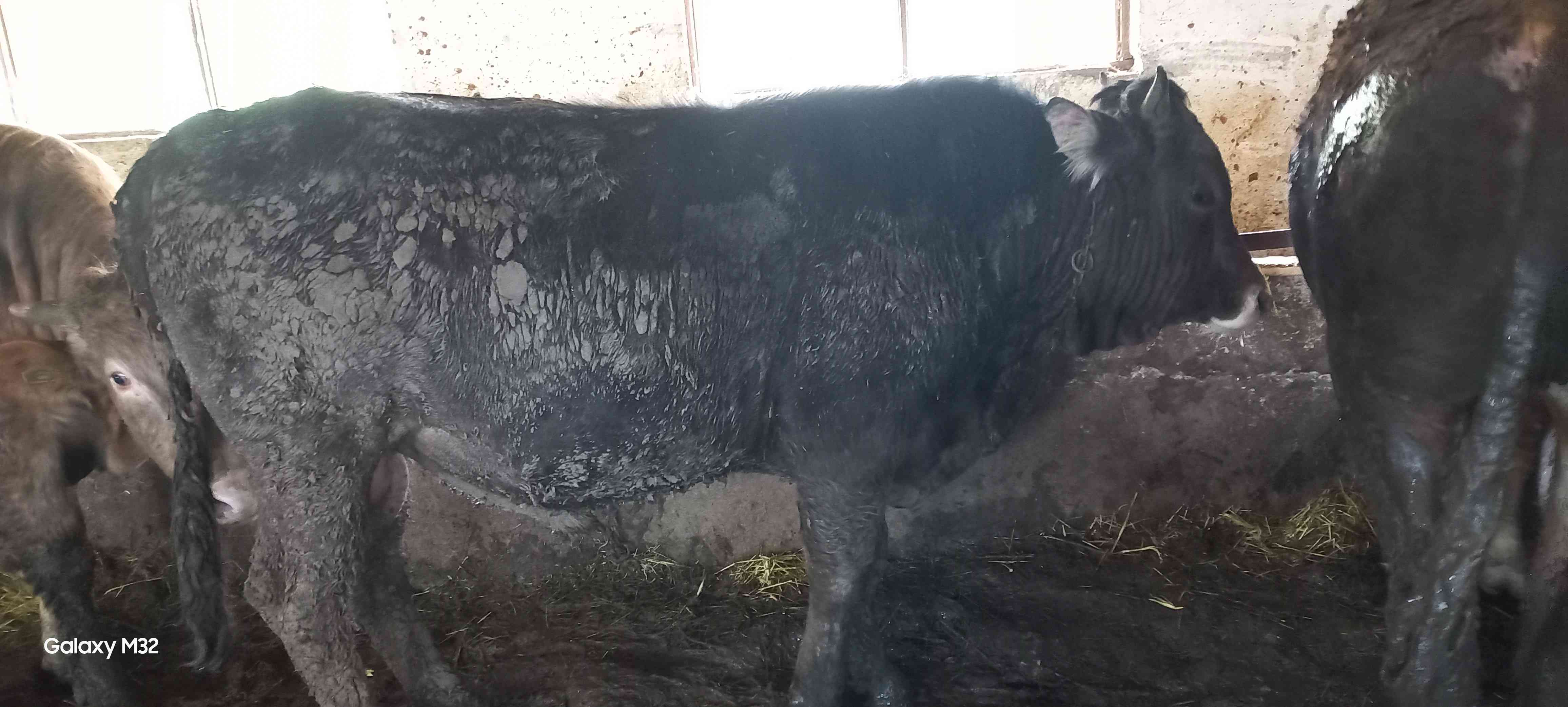 kurbanlık dana düve
