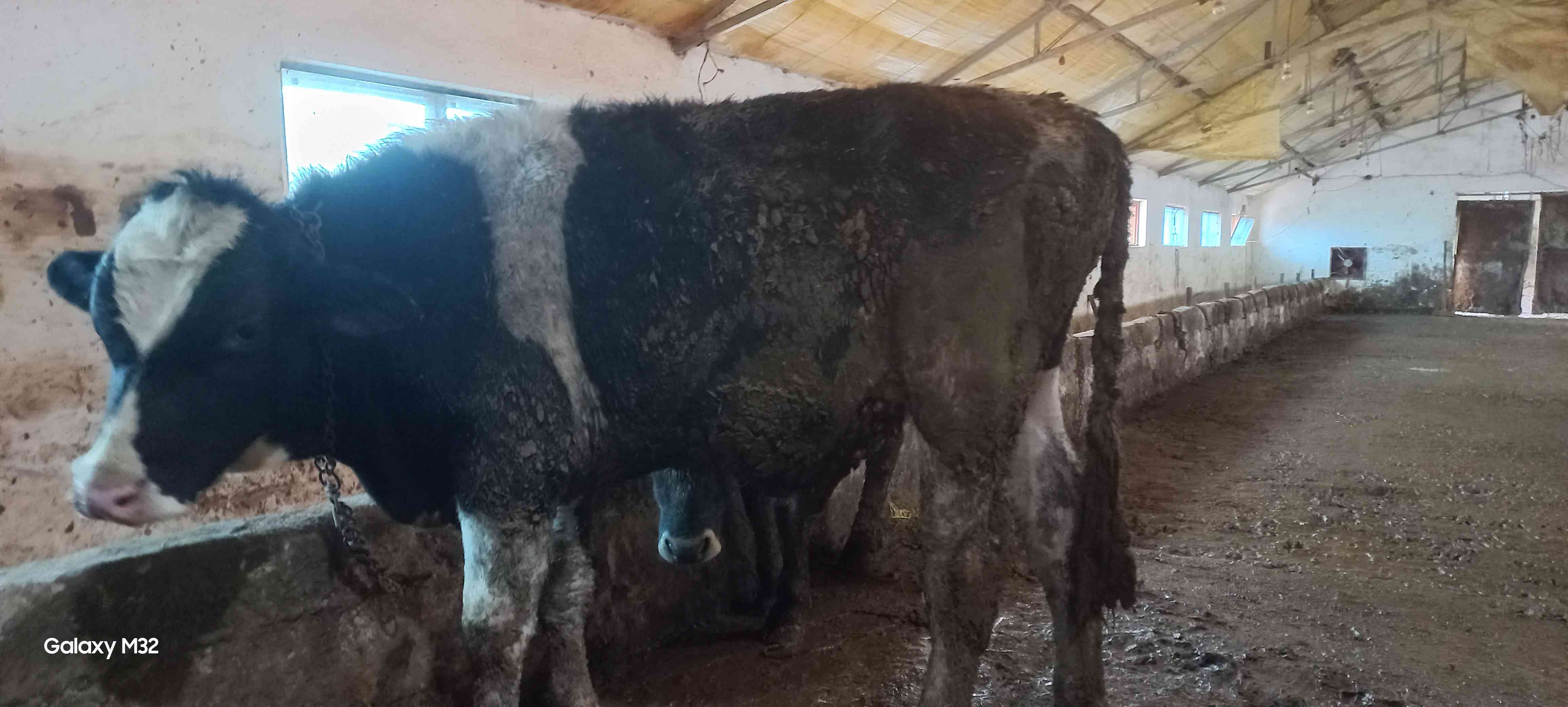 kurbanlık dana düve