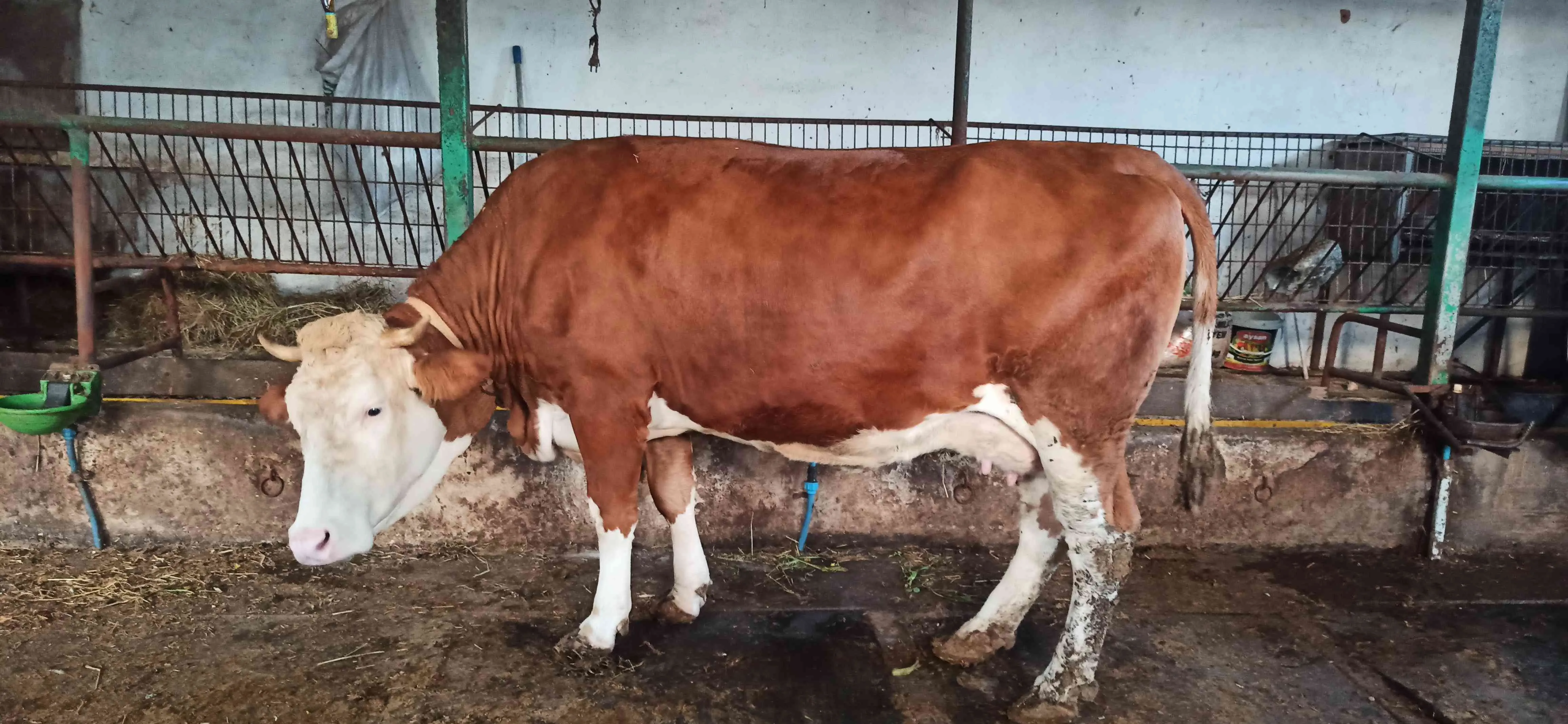 orjinal simantal flekciv cinsi sağlıklı inekler