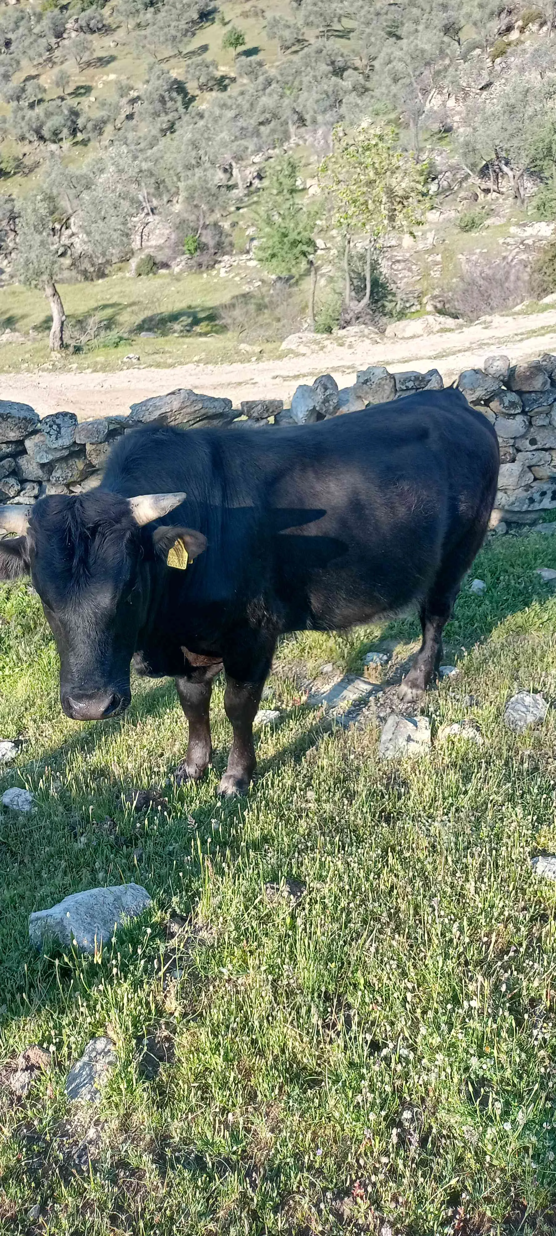 2 yaşını doldurmuş Kurbanlık Dana
