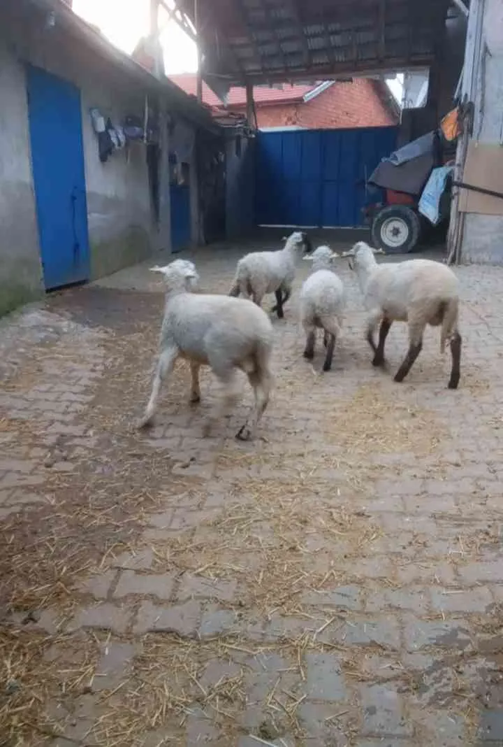suffolk melezi 4 erkek 2 dışı toklu