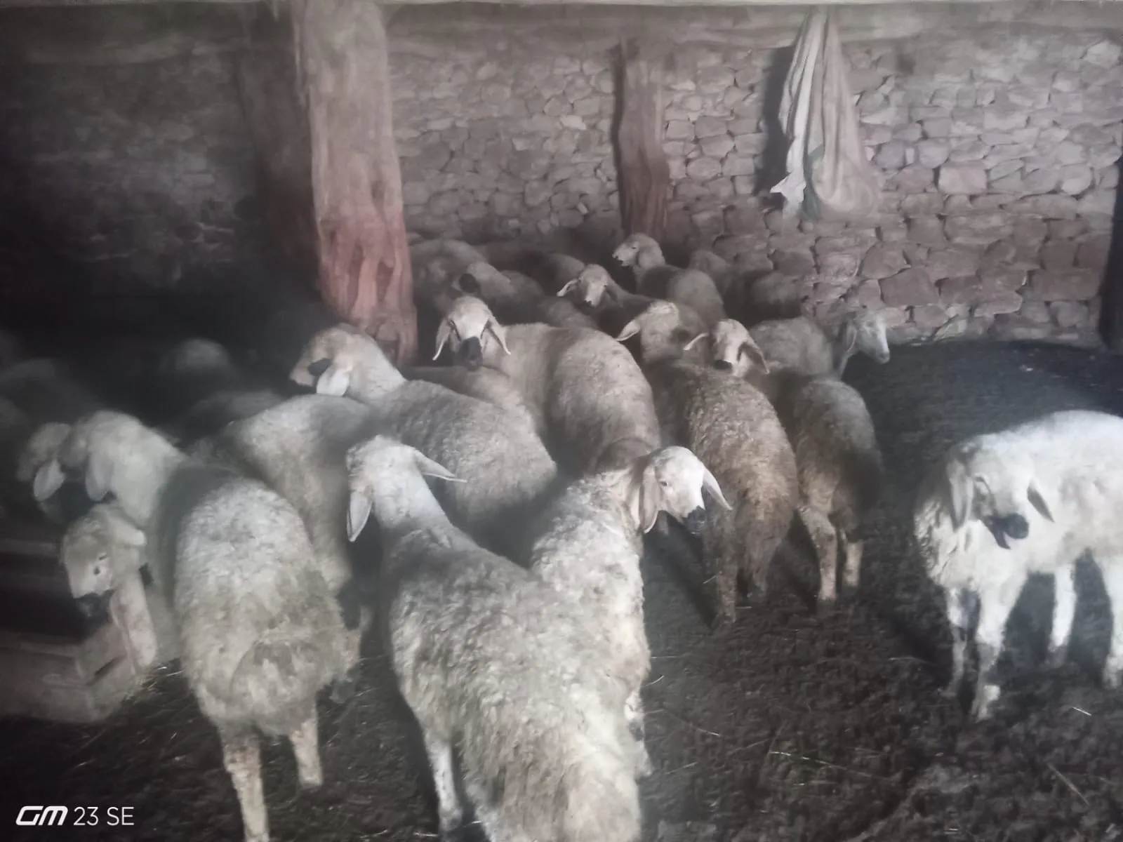 Kışlık uzunyayla kuzusu