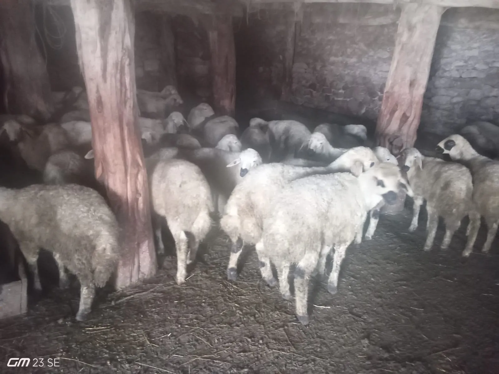 Kışlık uzunyayla kuzusu