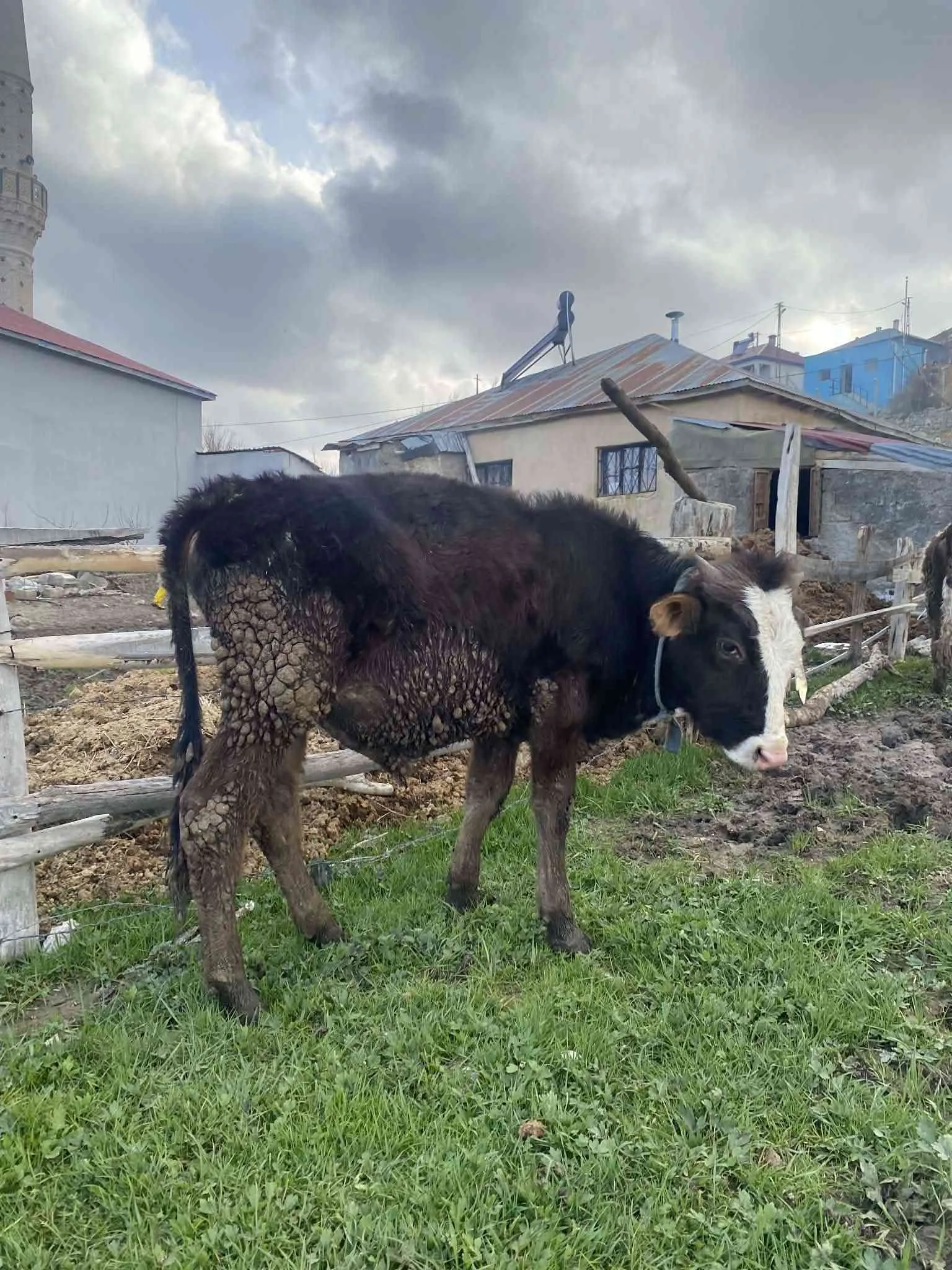 12-13 aylık üç adet erkek