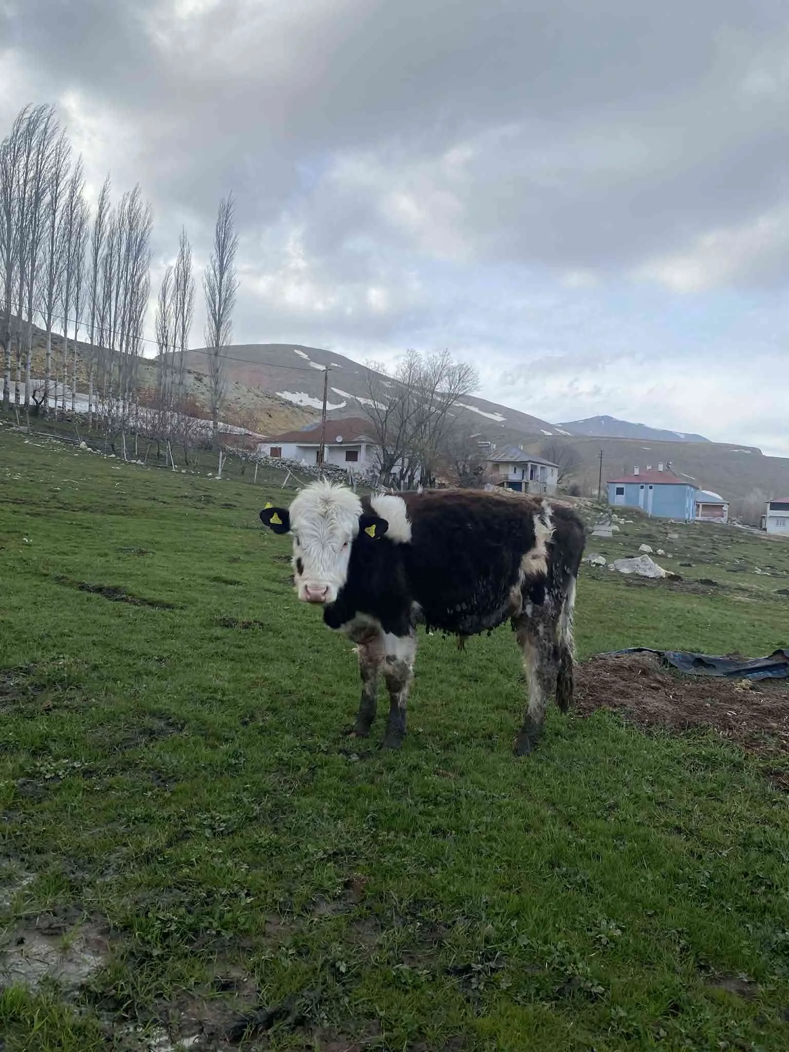 12-13 aylık üç adet erkek