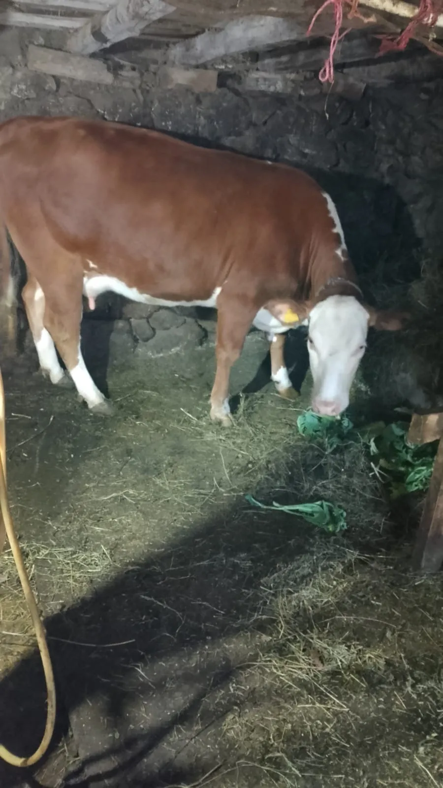 Kurbanlık Dana