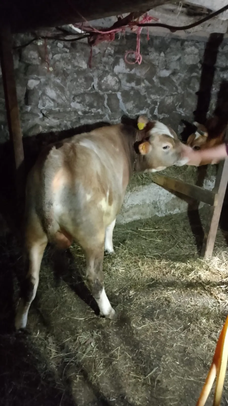 Kurbanlık Dana