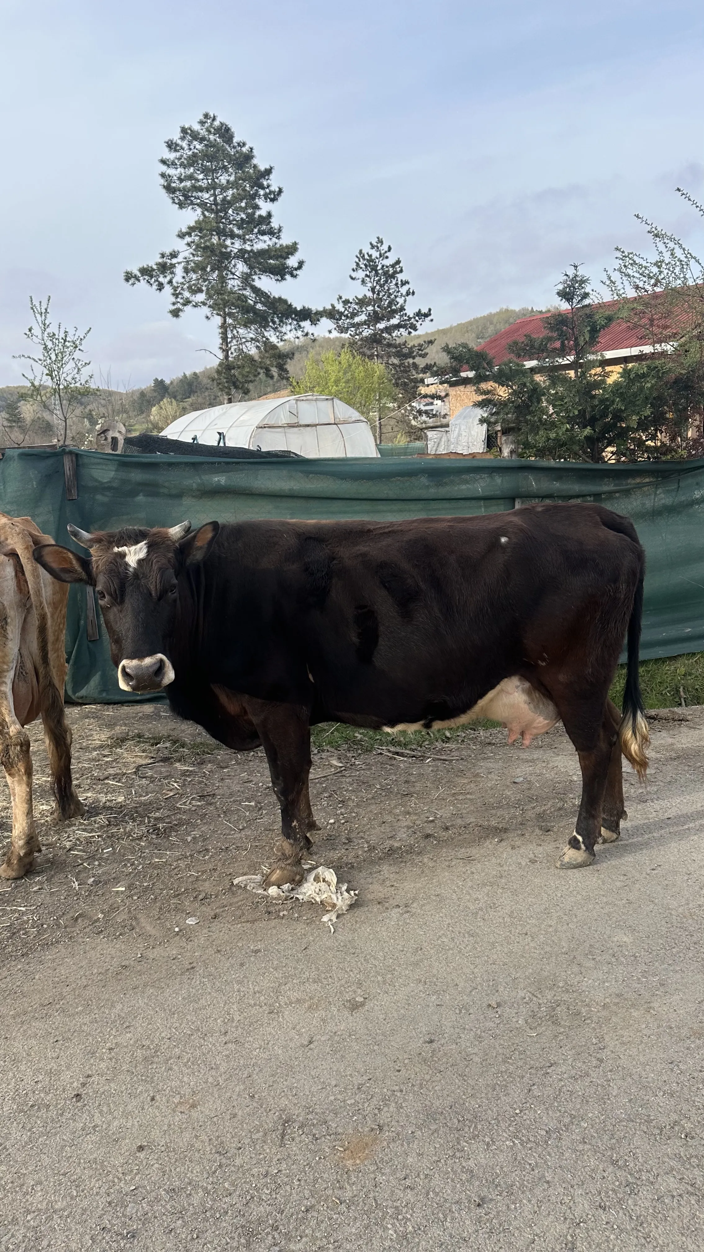İki inek üç buzak