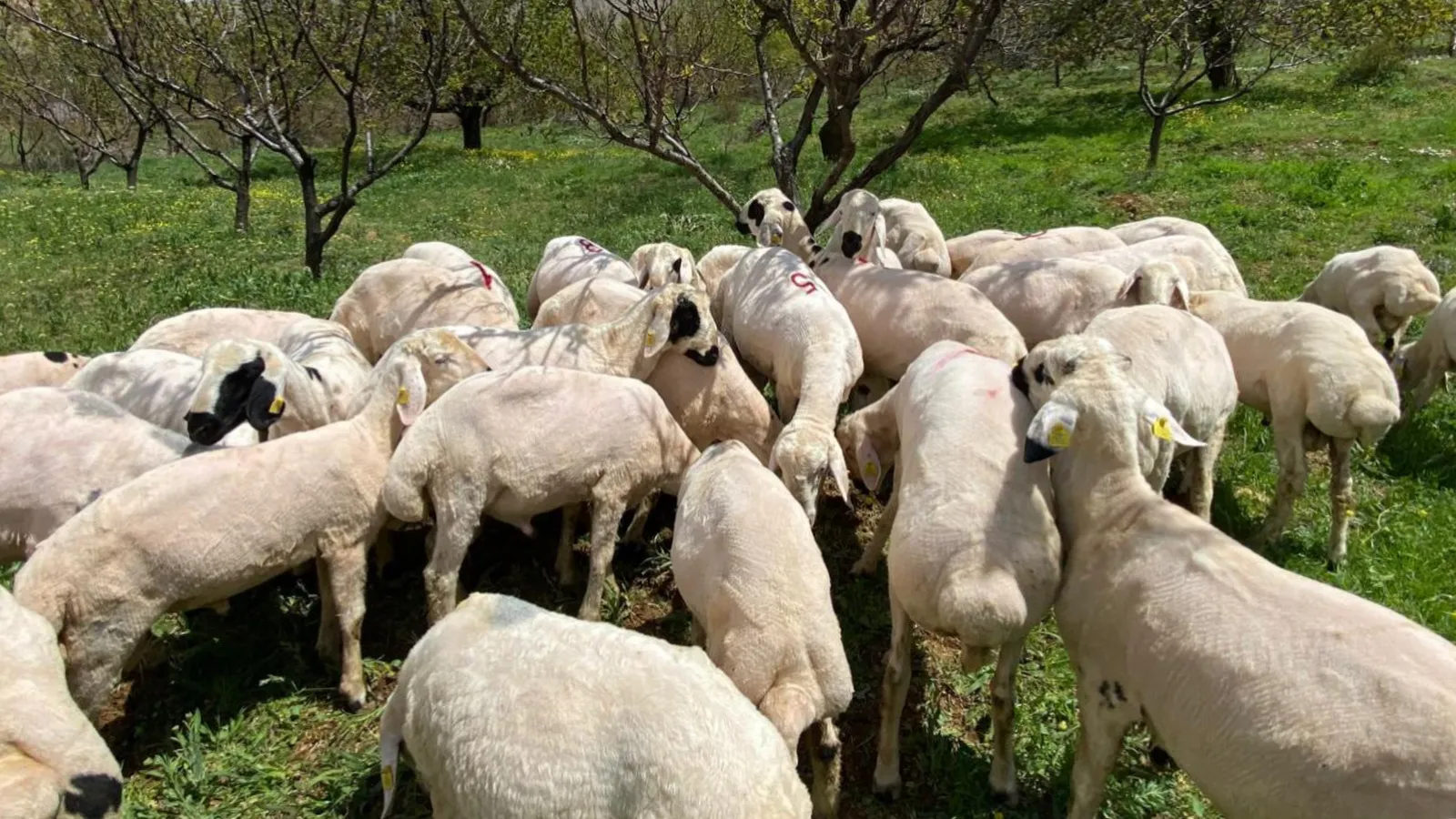 Toklu kuzu çebiş koyun koç