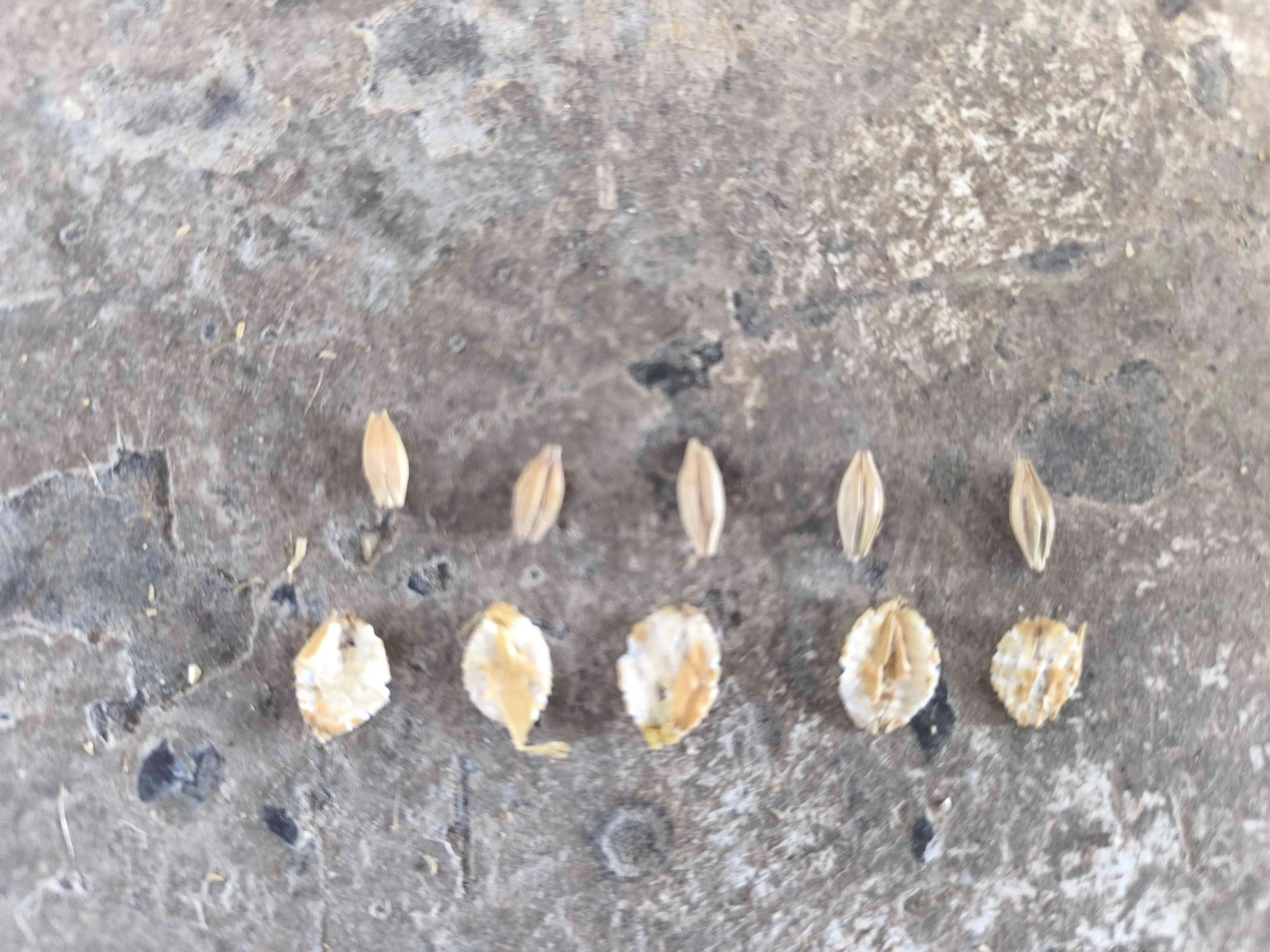 Arpa flake
