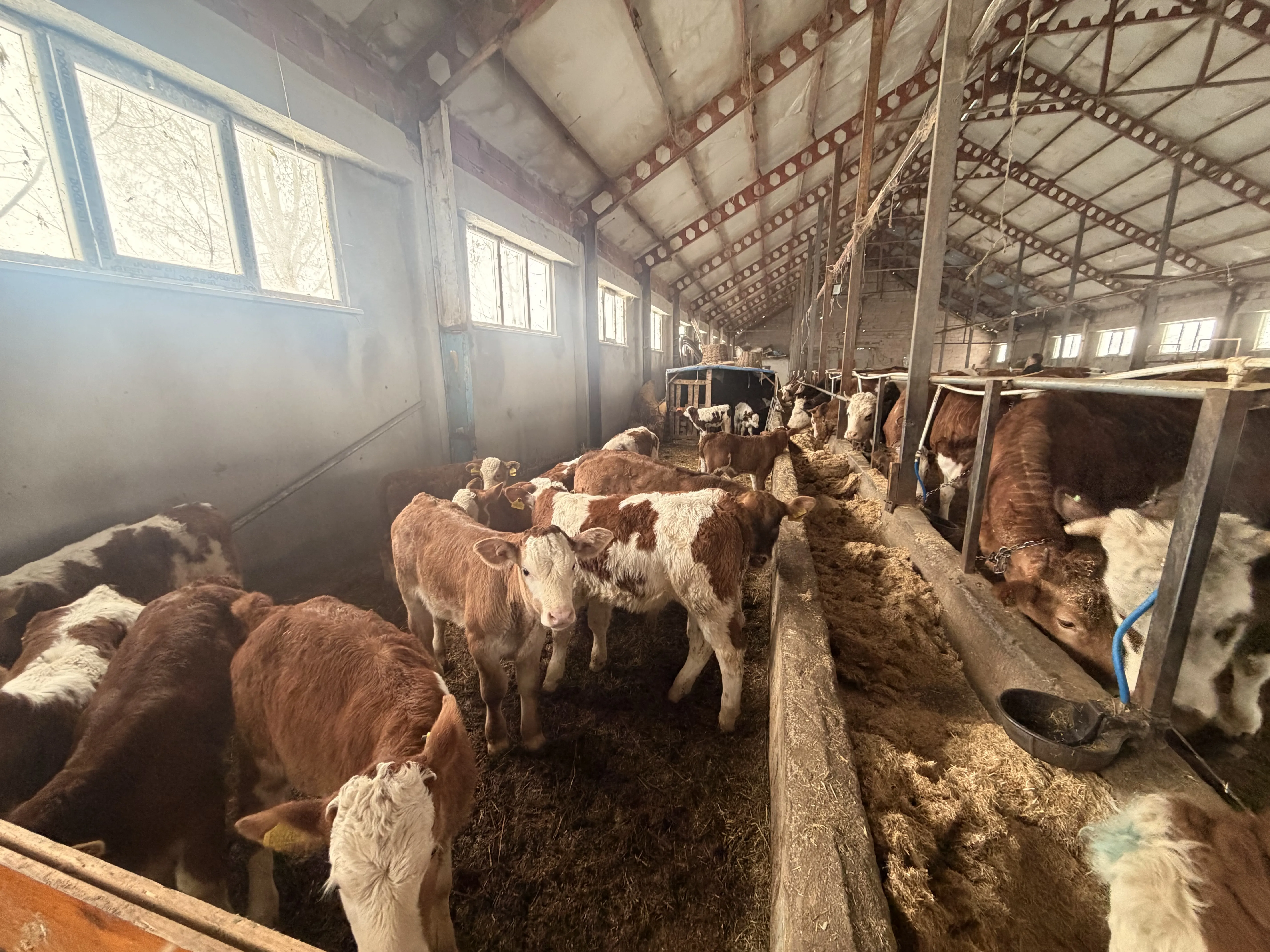 A A KALŞTE DAMIZLIK DÜVE 60 ADET