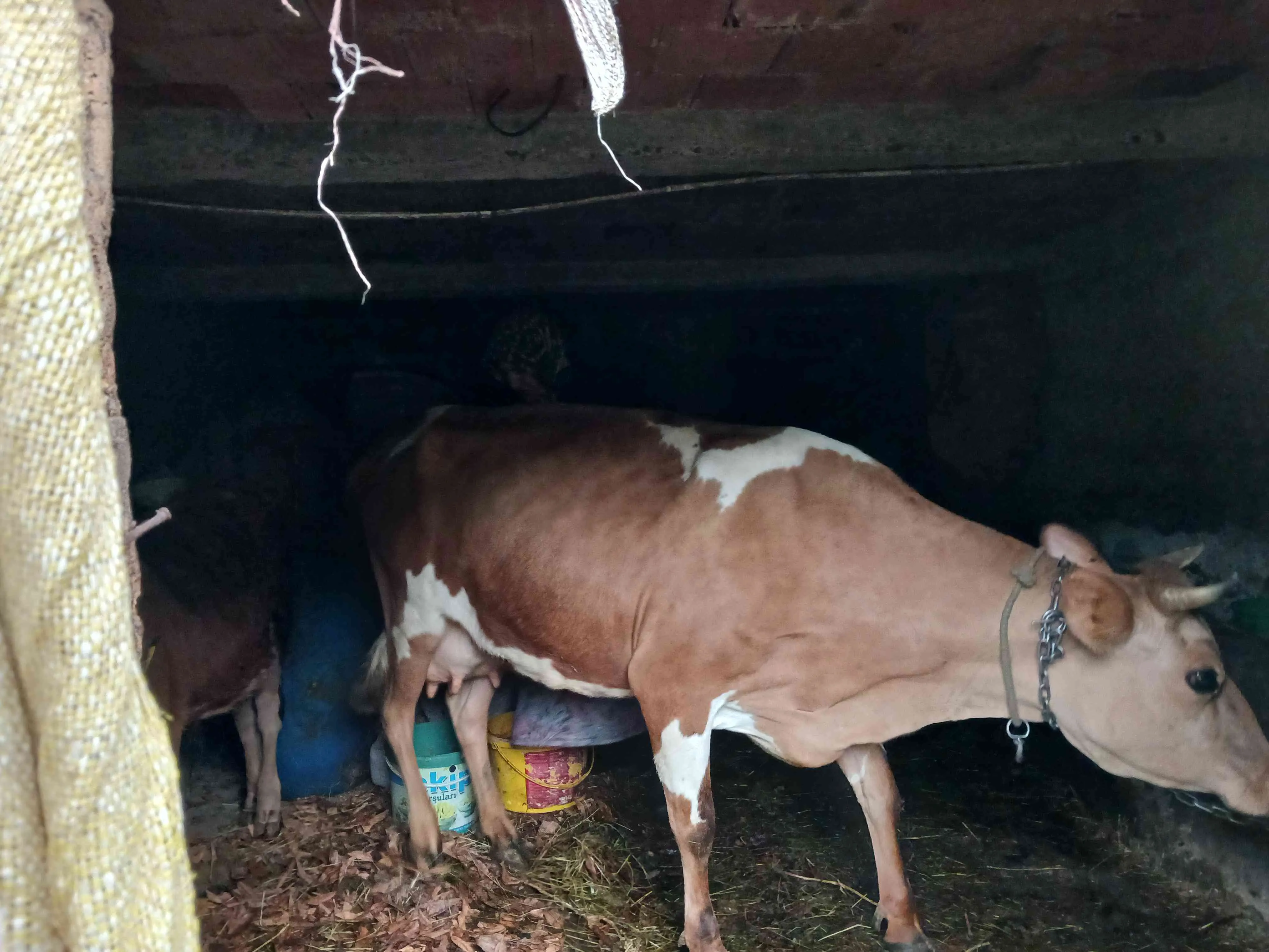 4 yaşında sağılan inek günlük 8 kg süt veriyor 4doğum yaptı carse simental kırması