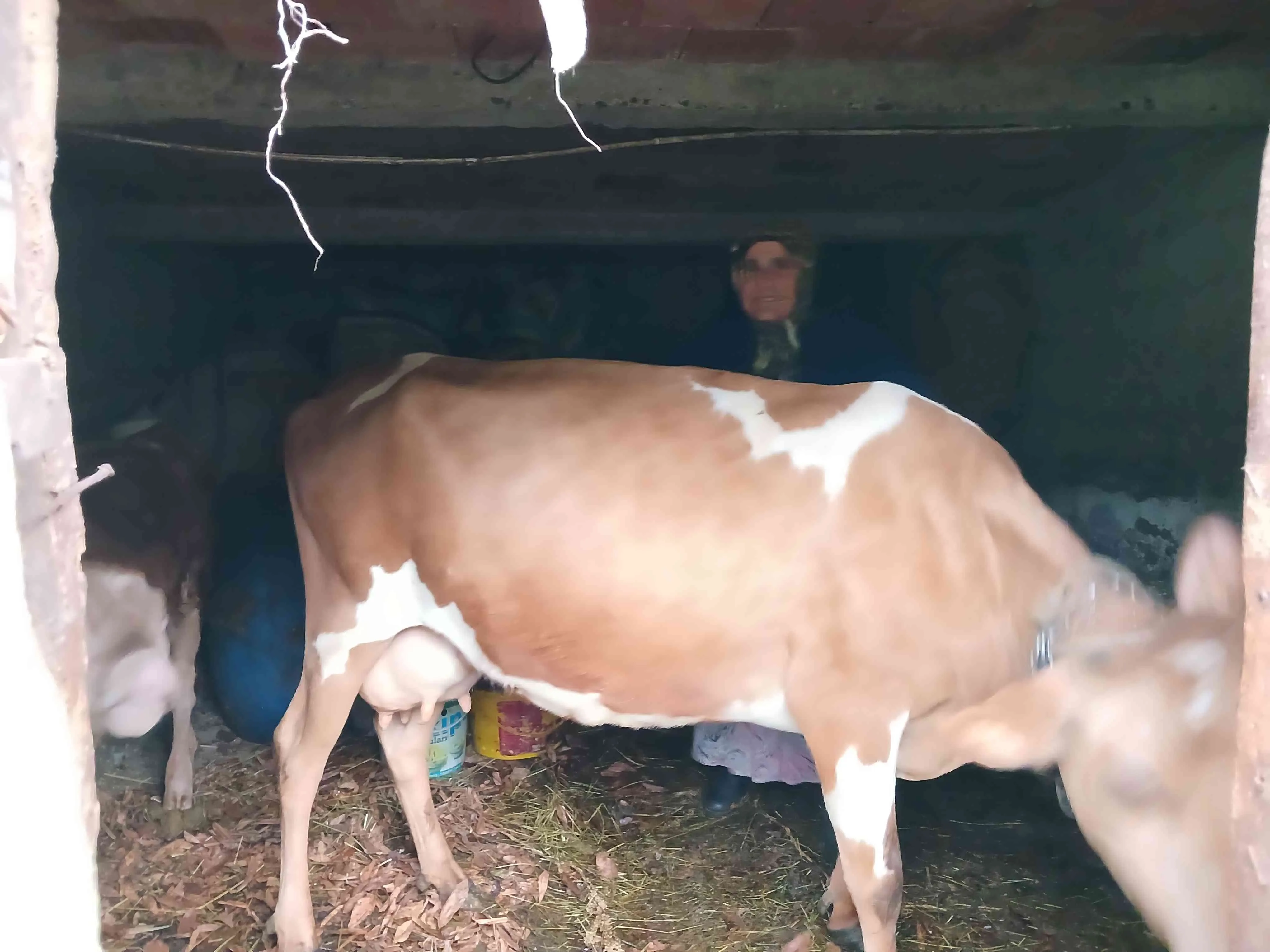 4 yaşında sağılan inek günlük 8 kg süt veriyor 4doğum yaptı carse simental kırması