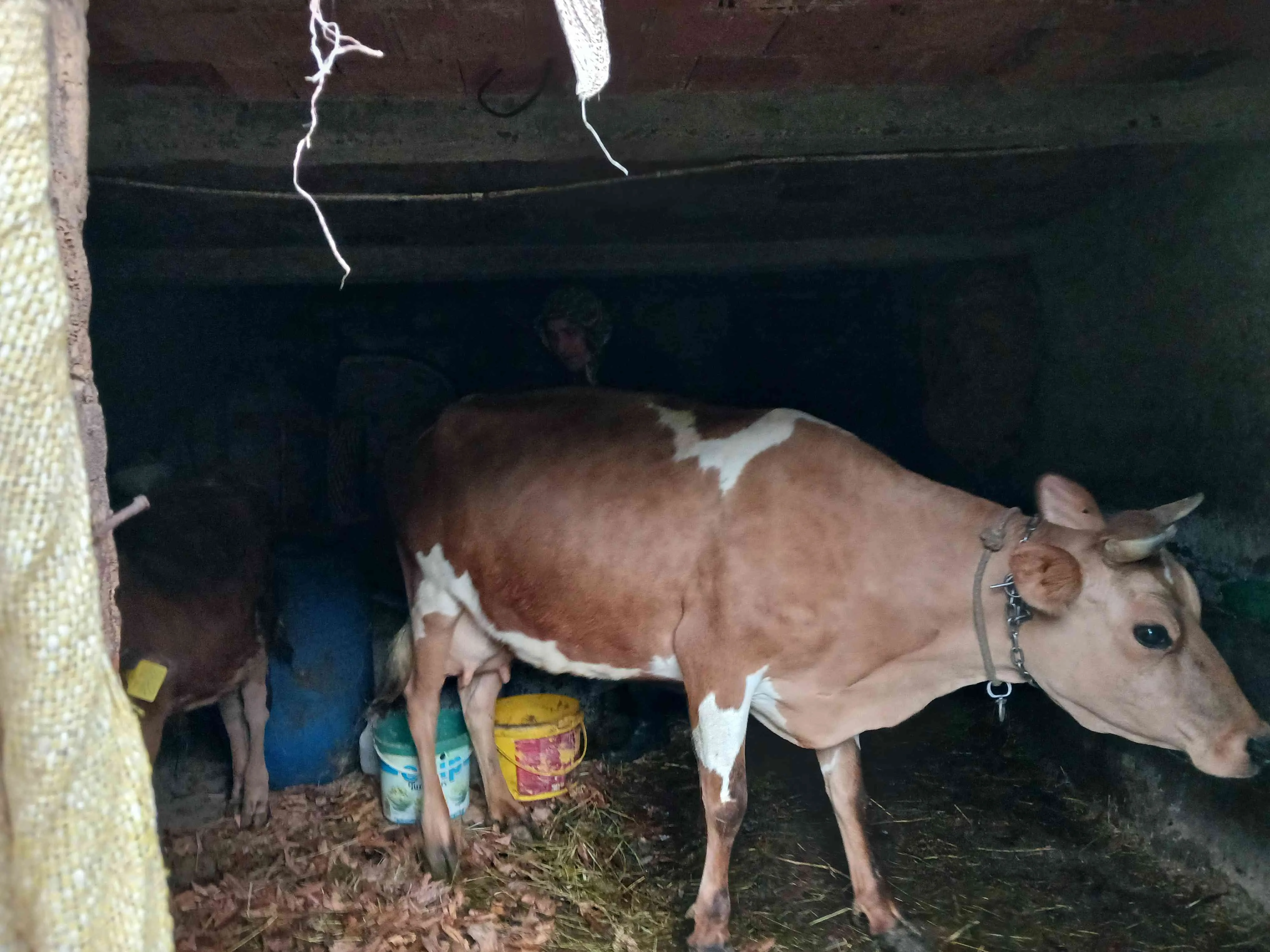 4 yaşında sağılan inek günlük 8 kg süt veriyor 4doğum yaptı carse simental kırması