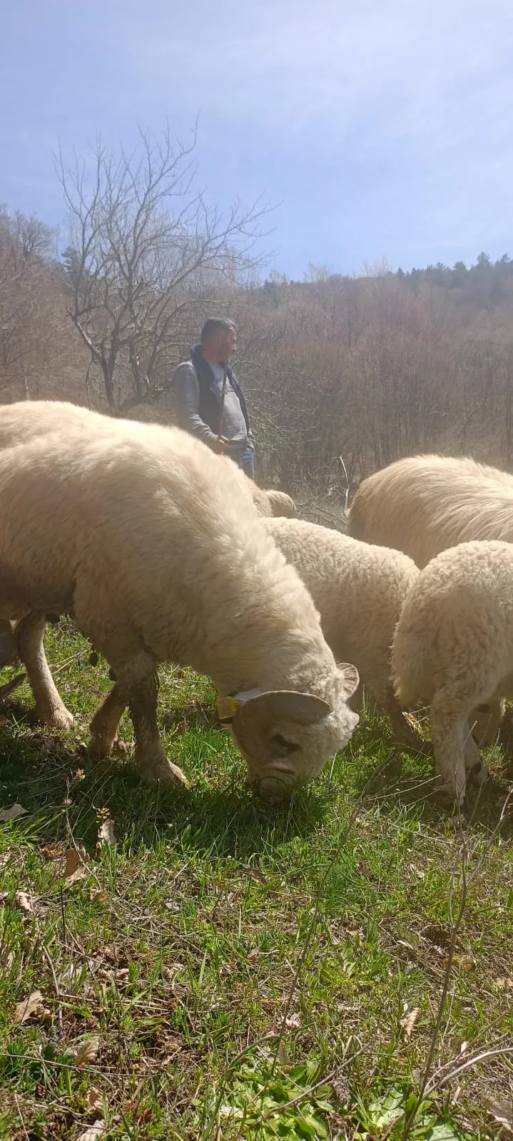 Kurbanlık koç