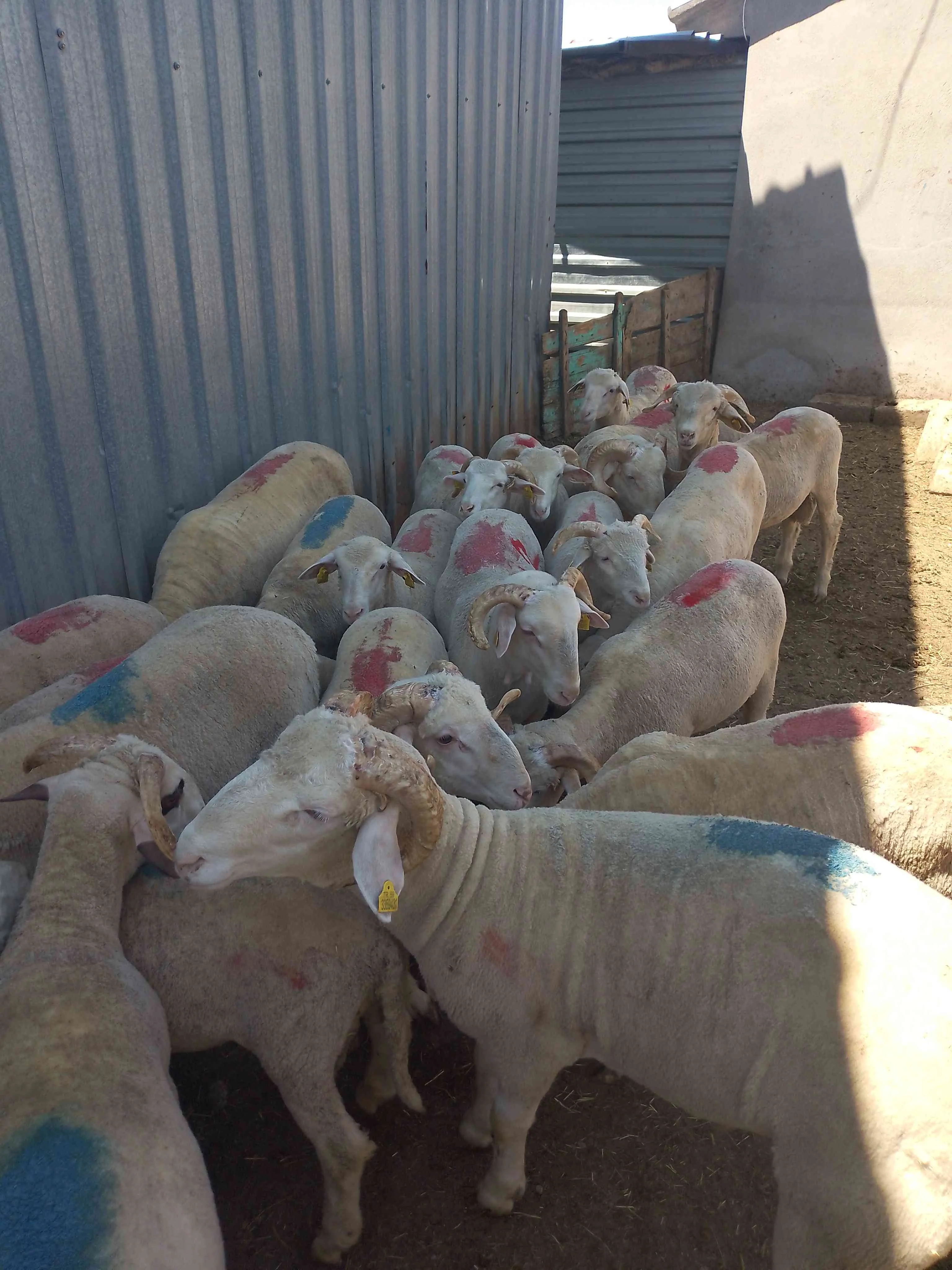 Merinos koç