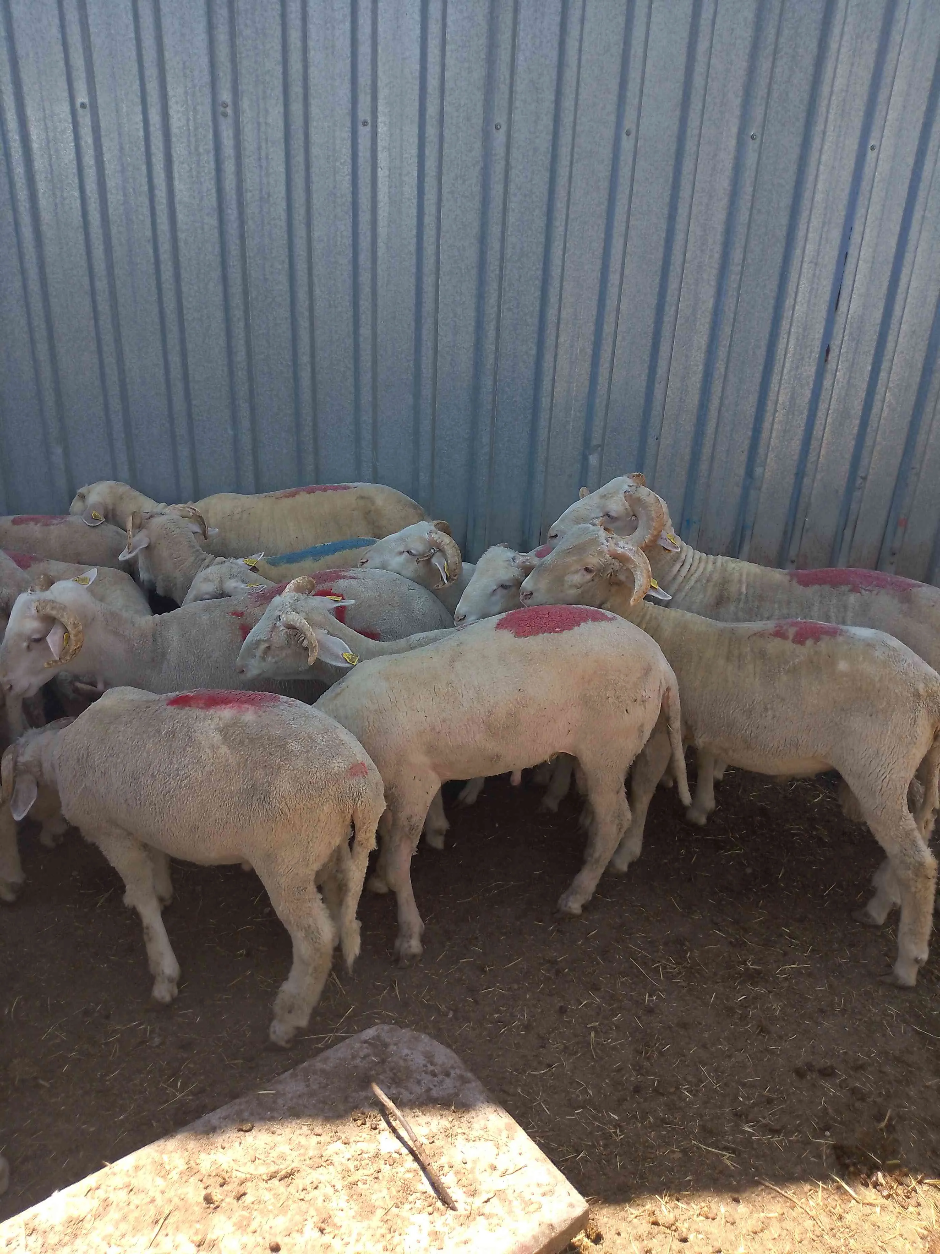 Merinos koç