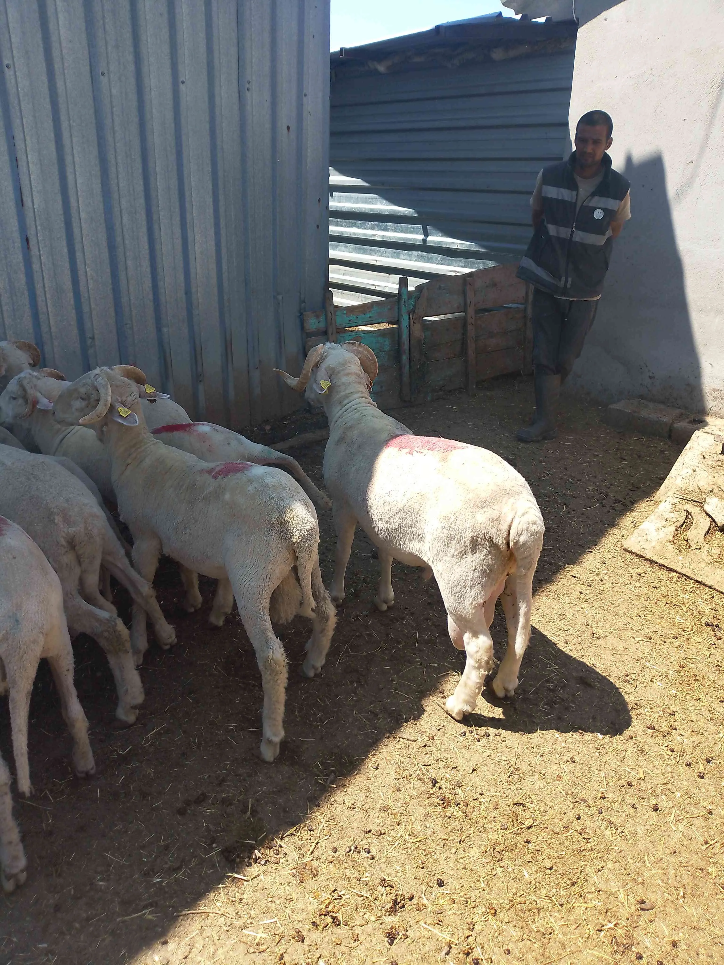 Merinos koç