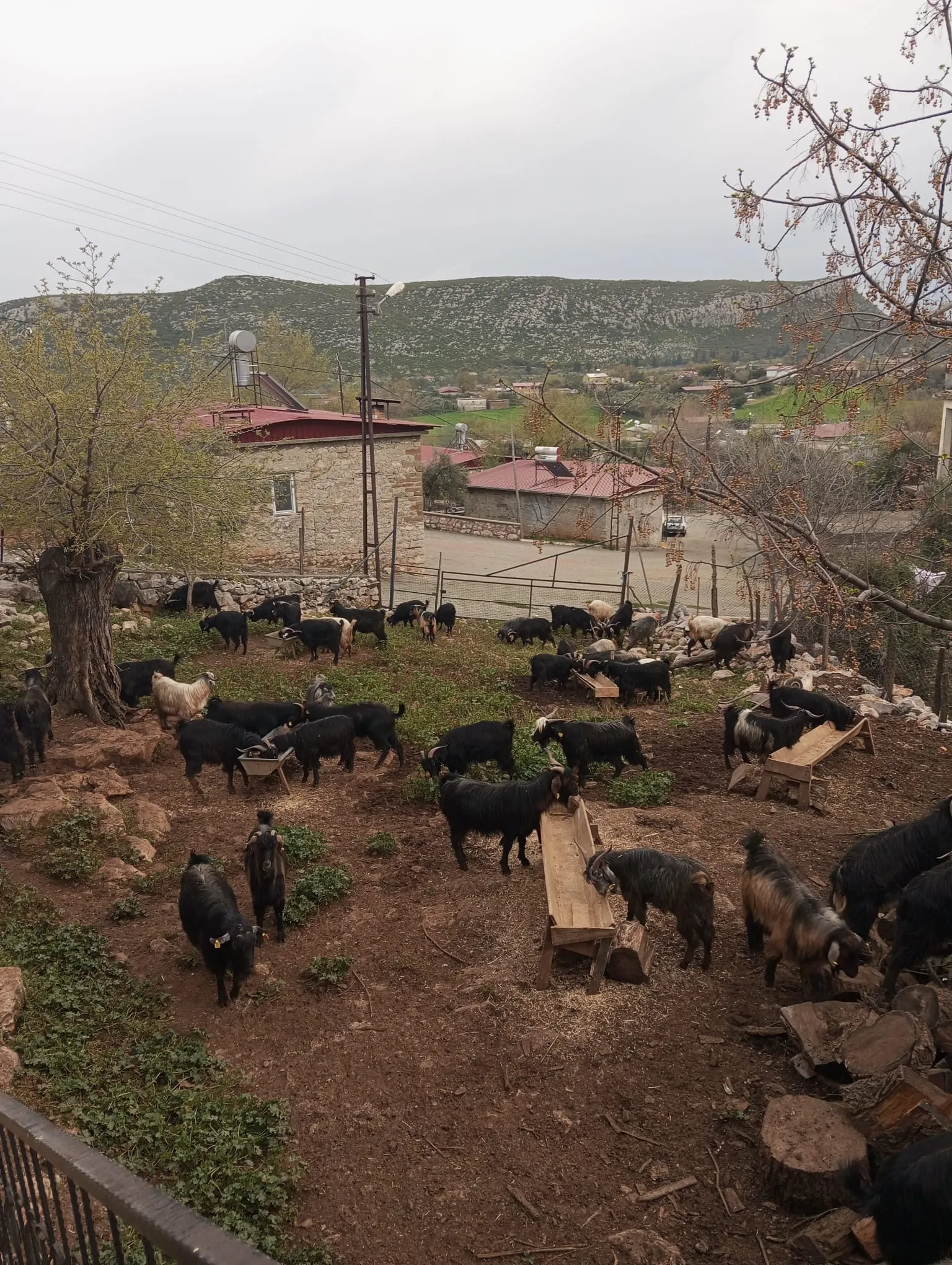 Satılık kurbanlık ister tek tek ister toplu