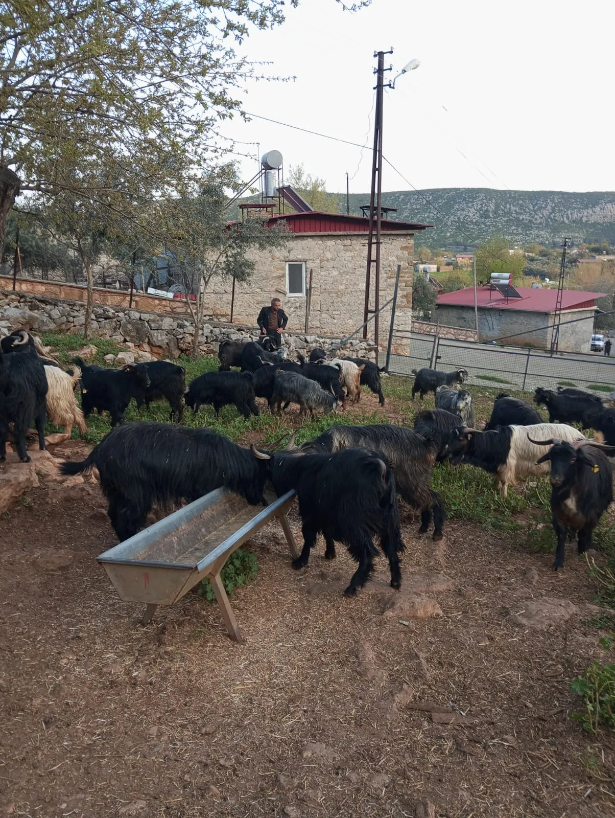 Satılık kurbanlık ister tek tek ister toplu