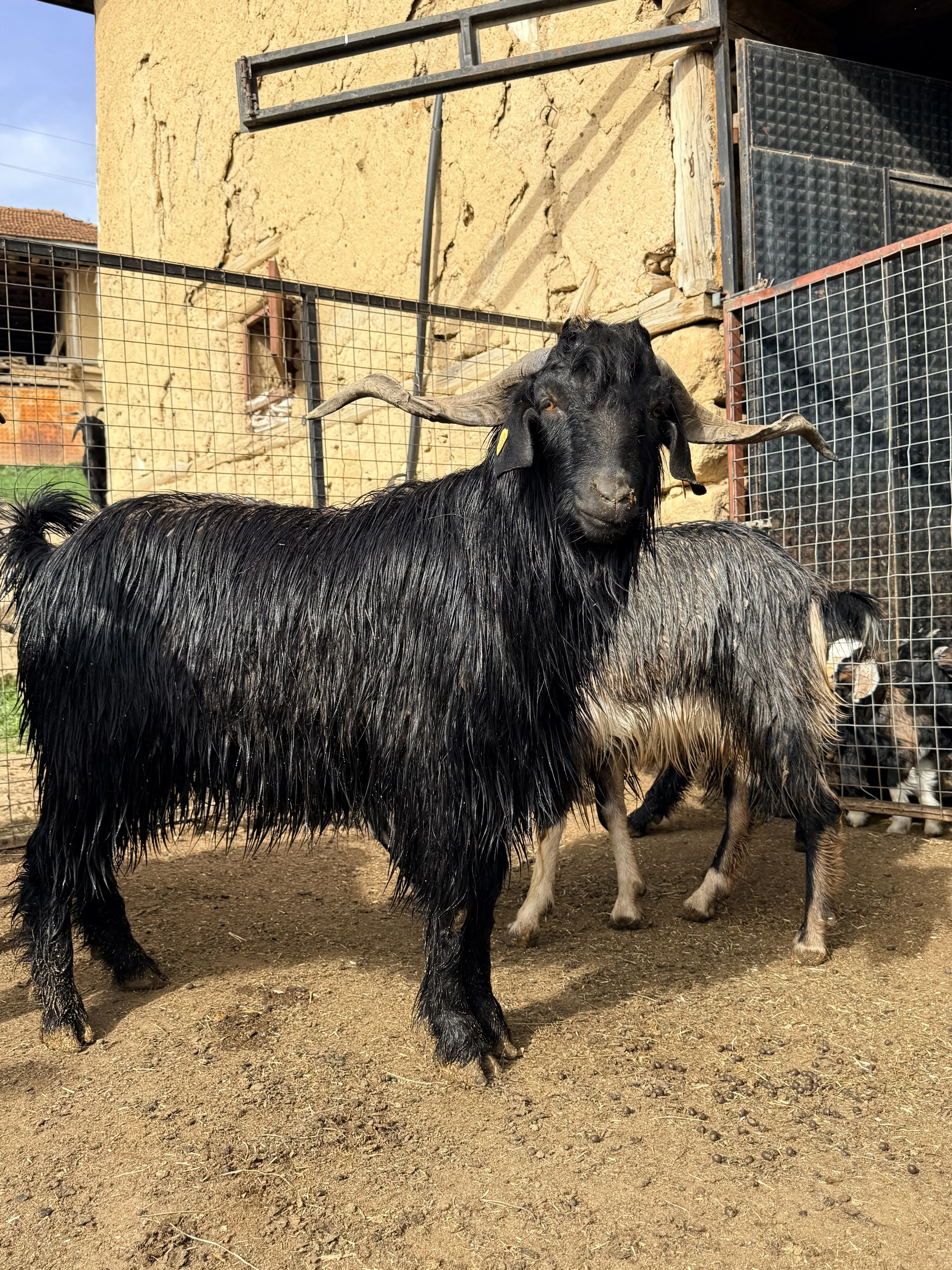 Sahibinden otlak yayla kurbanlık