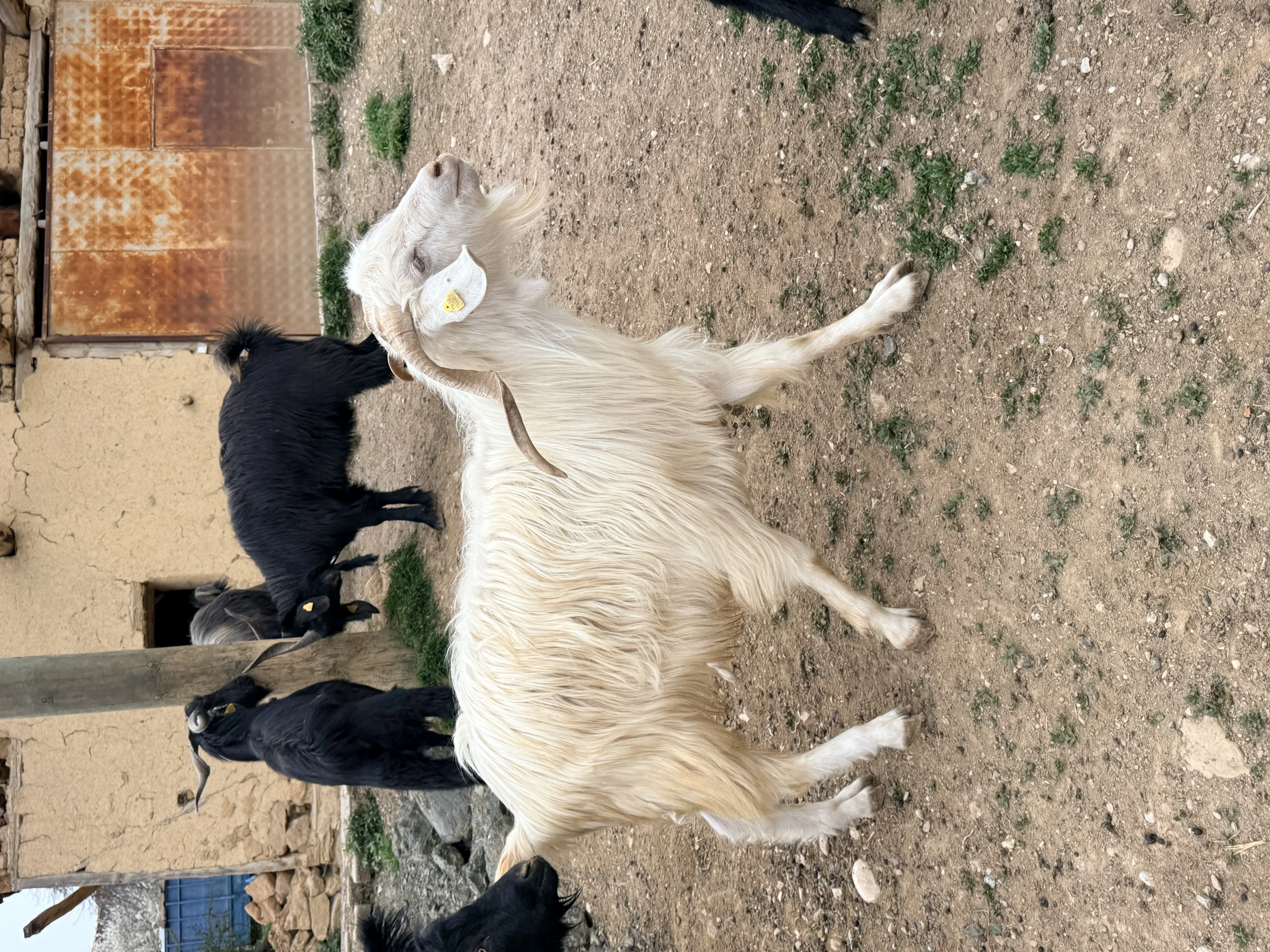 Sahibinden otlak yayla kurbanlık
