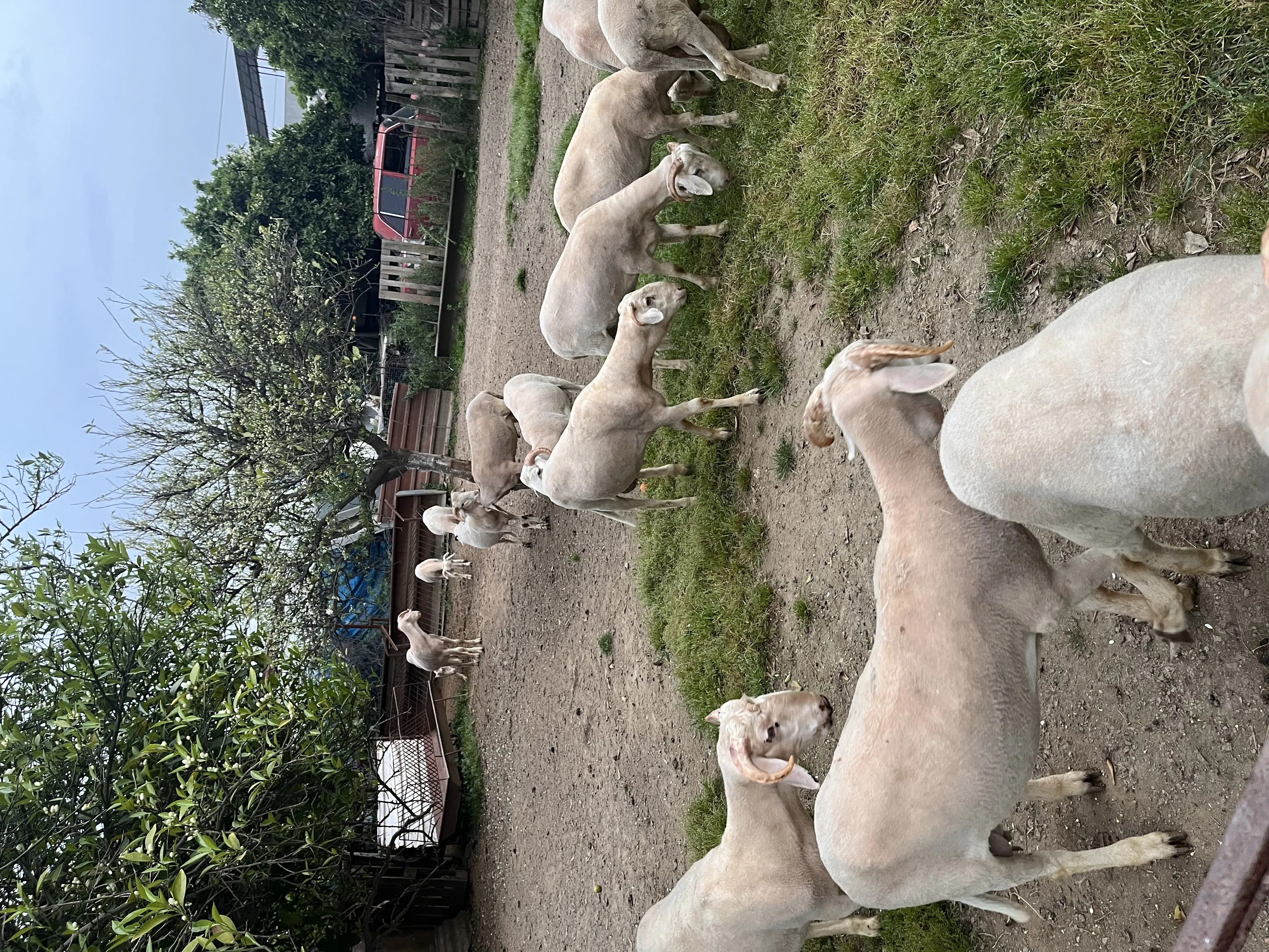 Kurbanlık koç