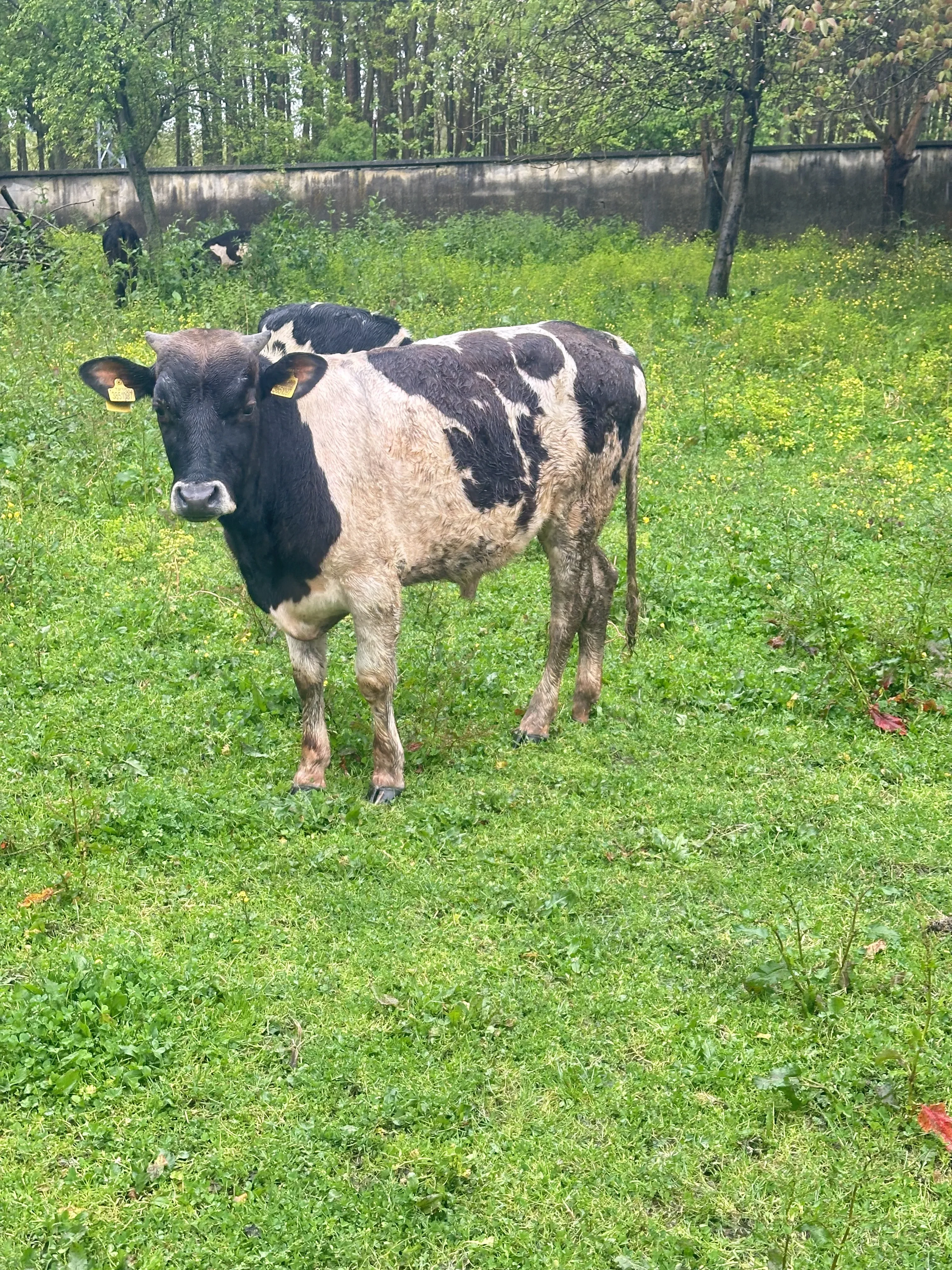 Seneye kurbanlık tosun