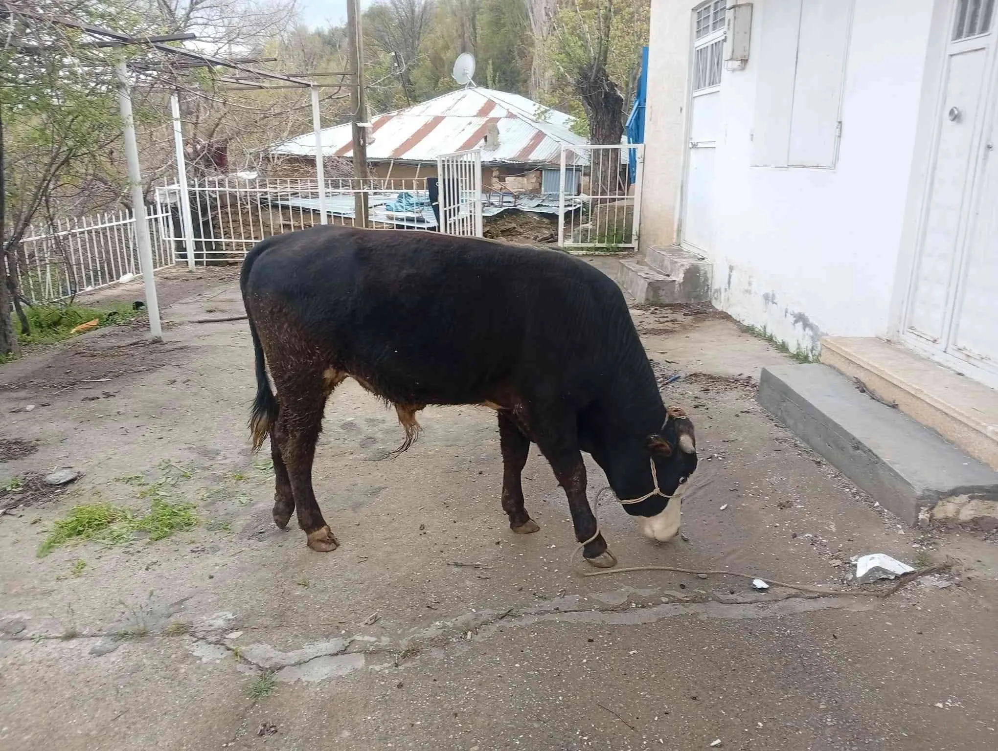 2 yaş yerli tosun