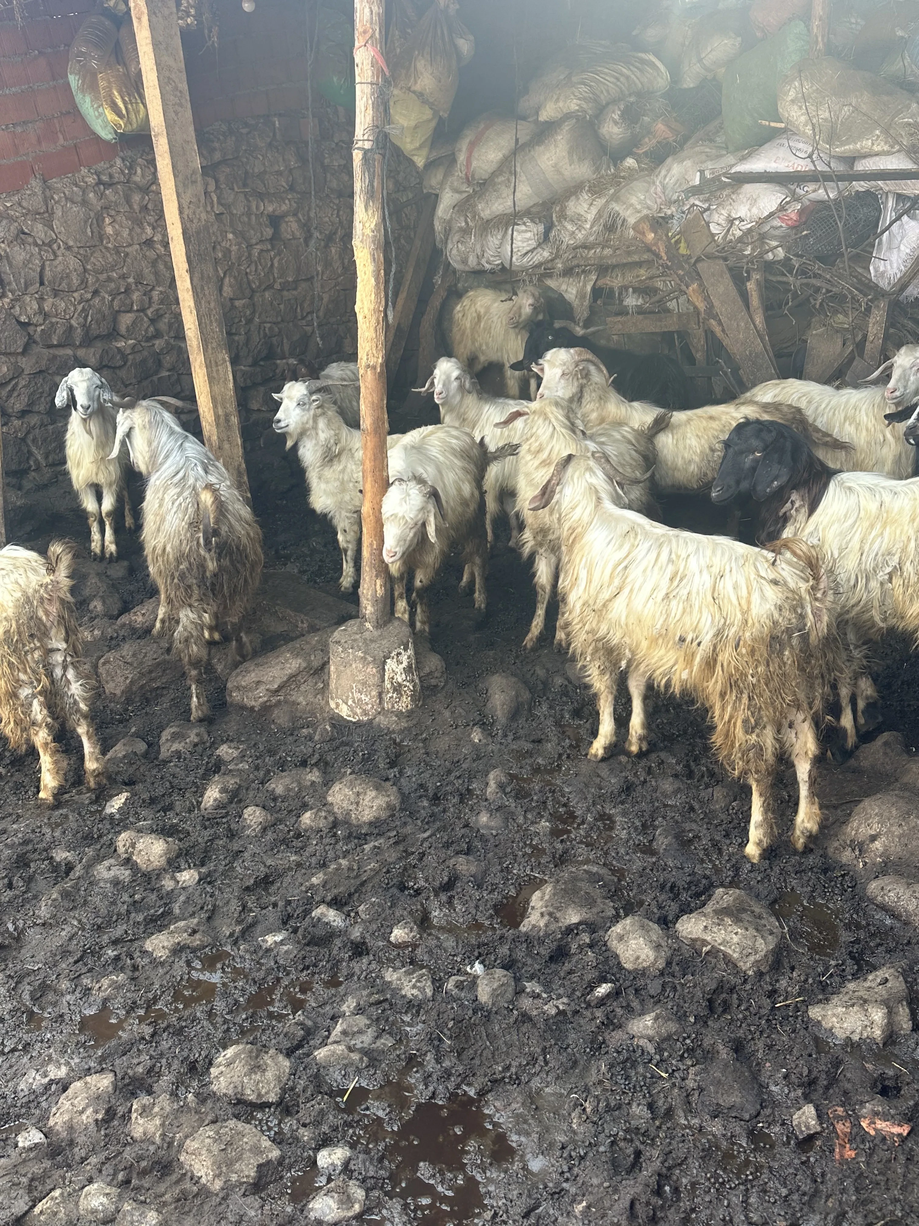 Kurbanlık teke 1 yasında 16 adet
