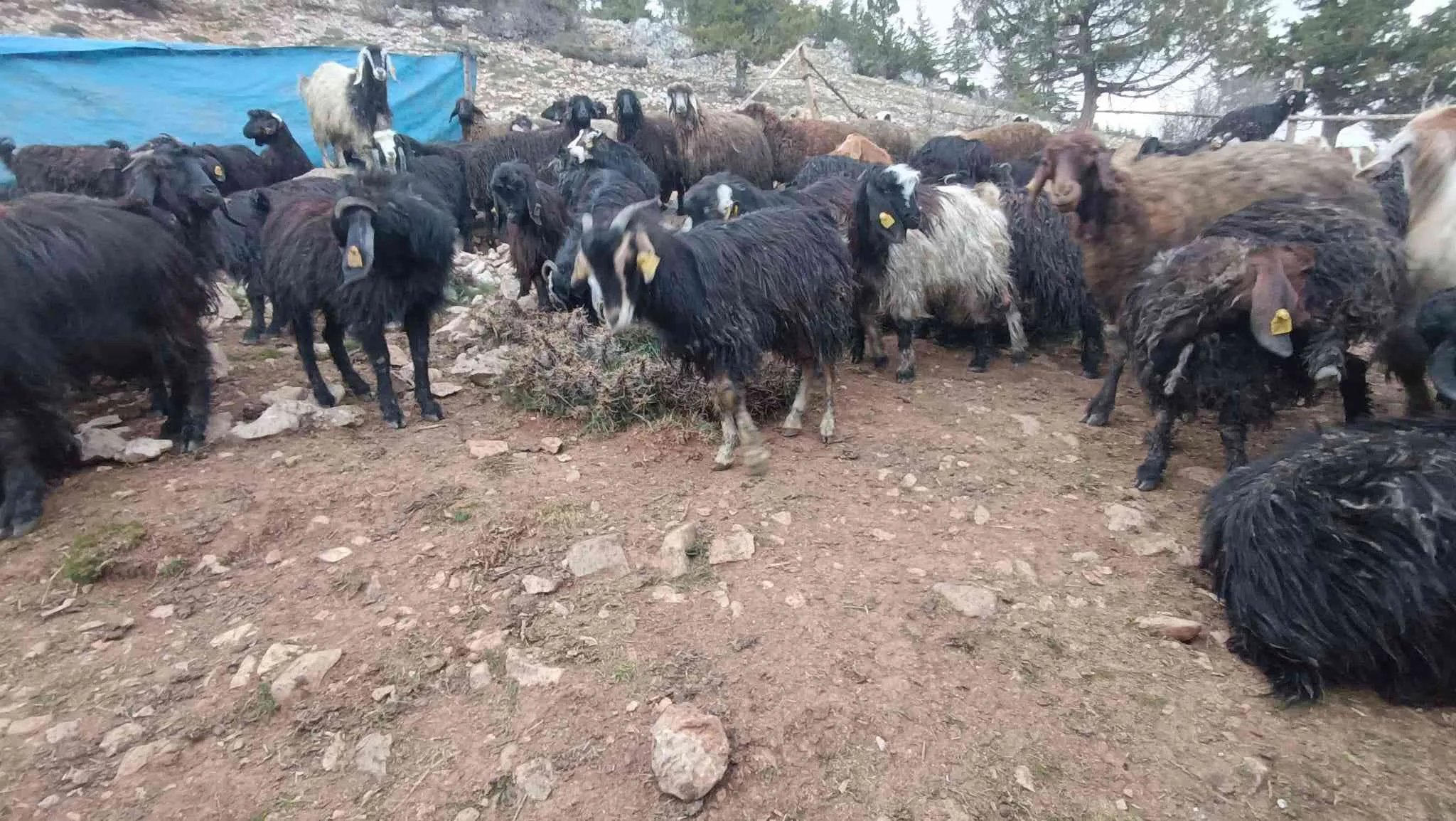 Satılık çebiç ,keçi
