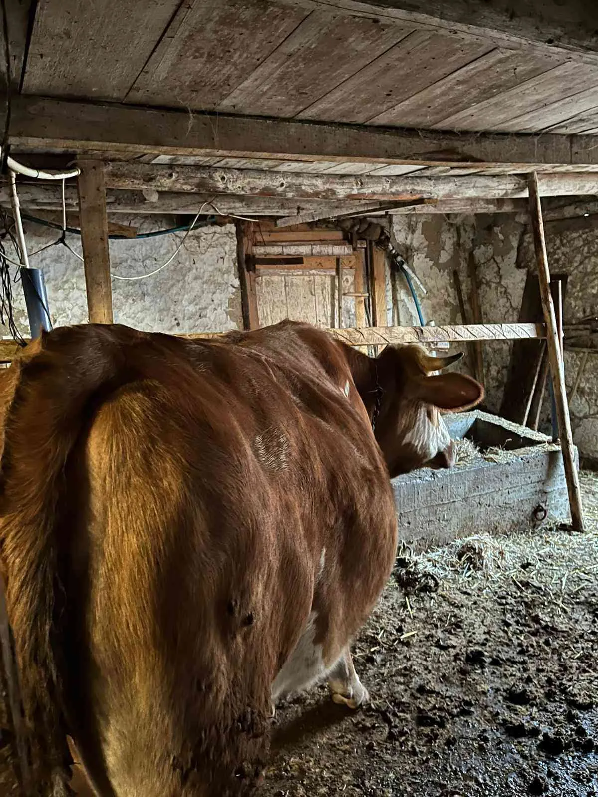Kurbanlık 2 adet düve