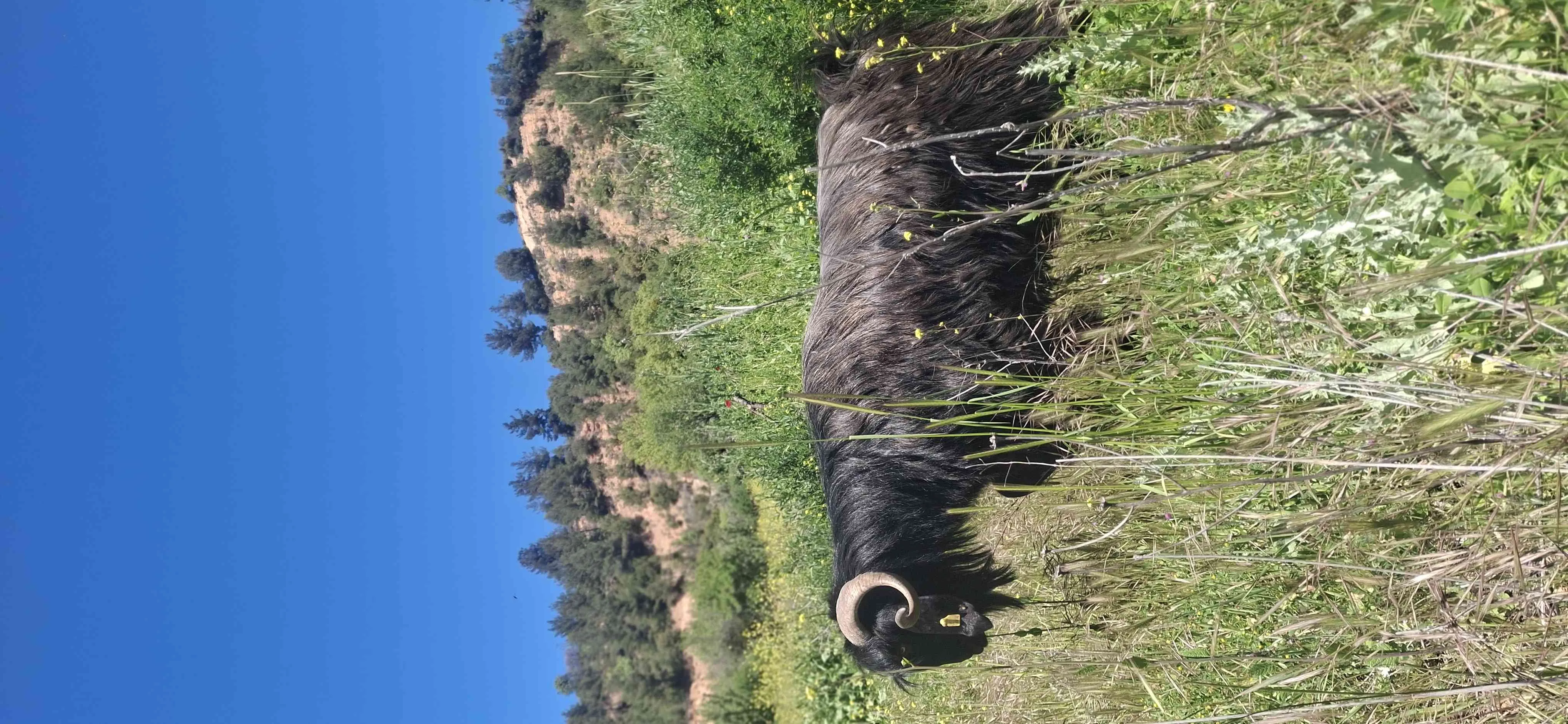 Kurbanlık Erkeç