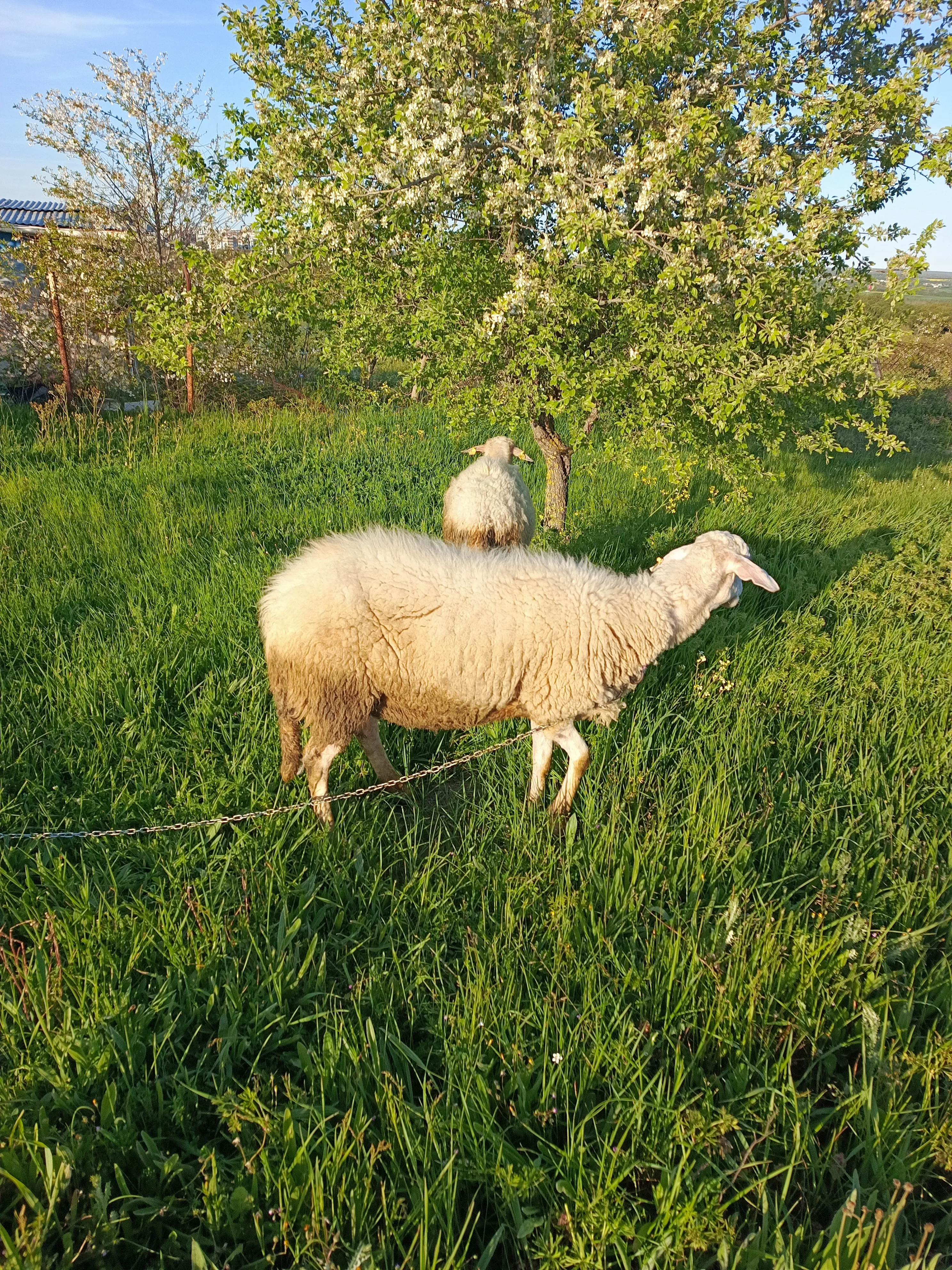 Satılık kısır. Koyun
