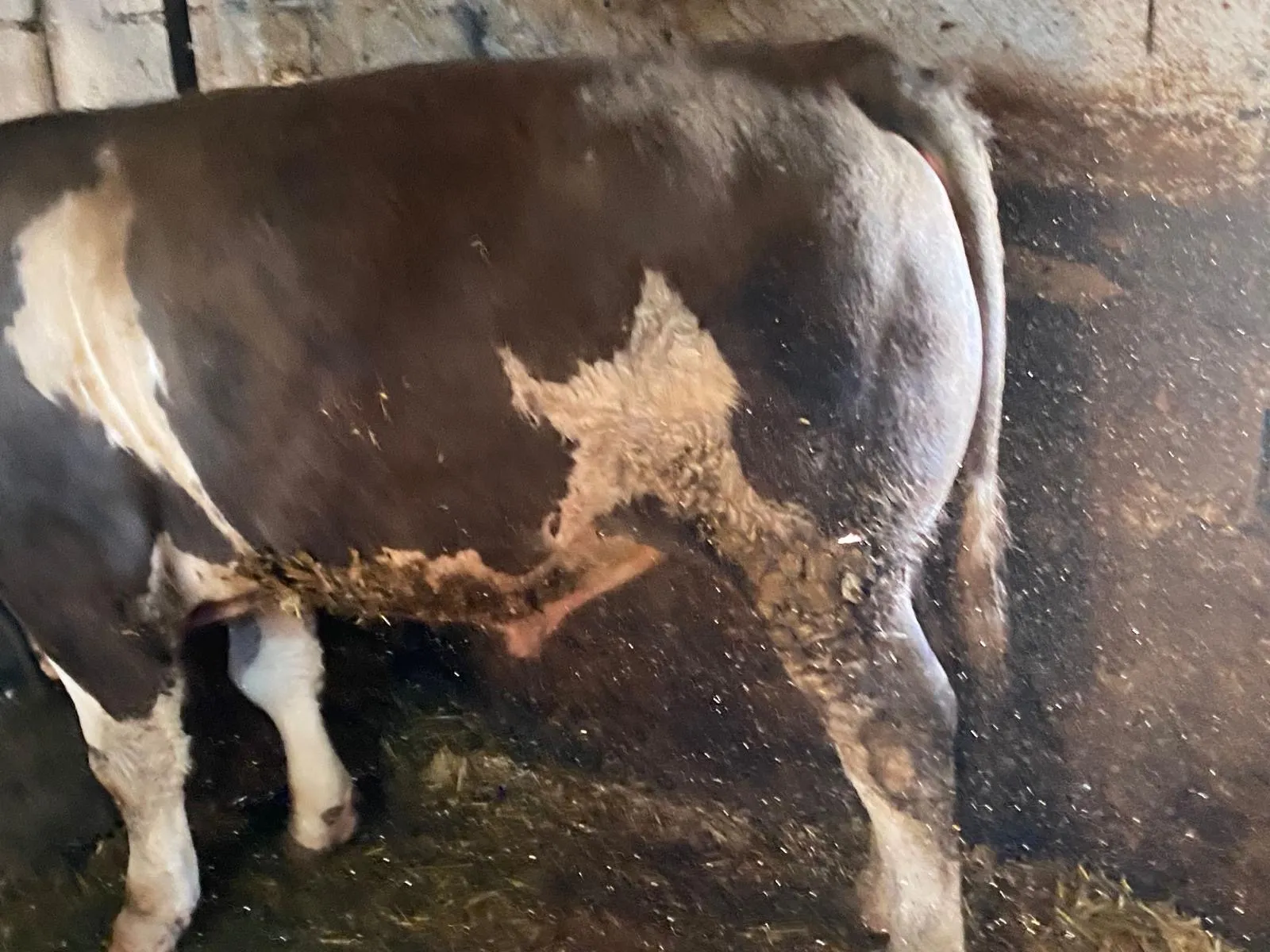 KURBANLIK CANLI 700 KG ÜZERİNDE
