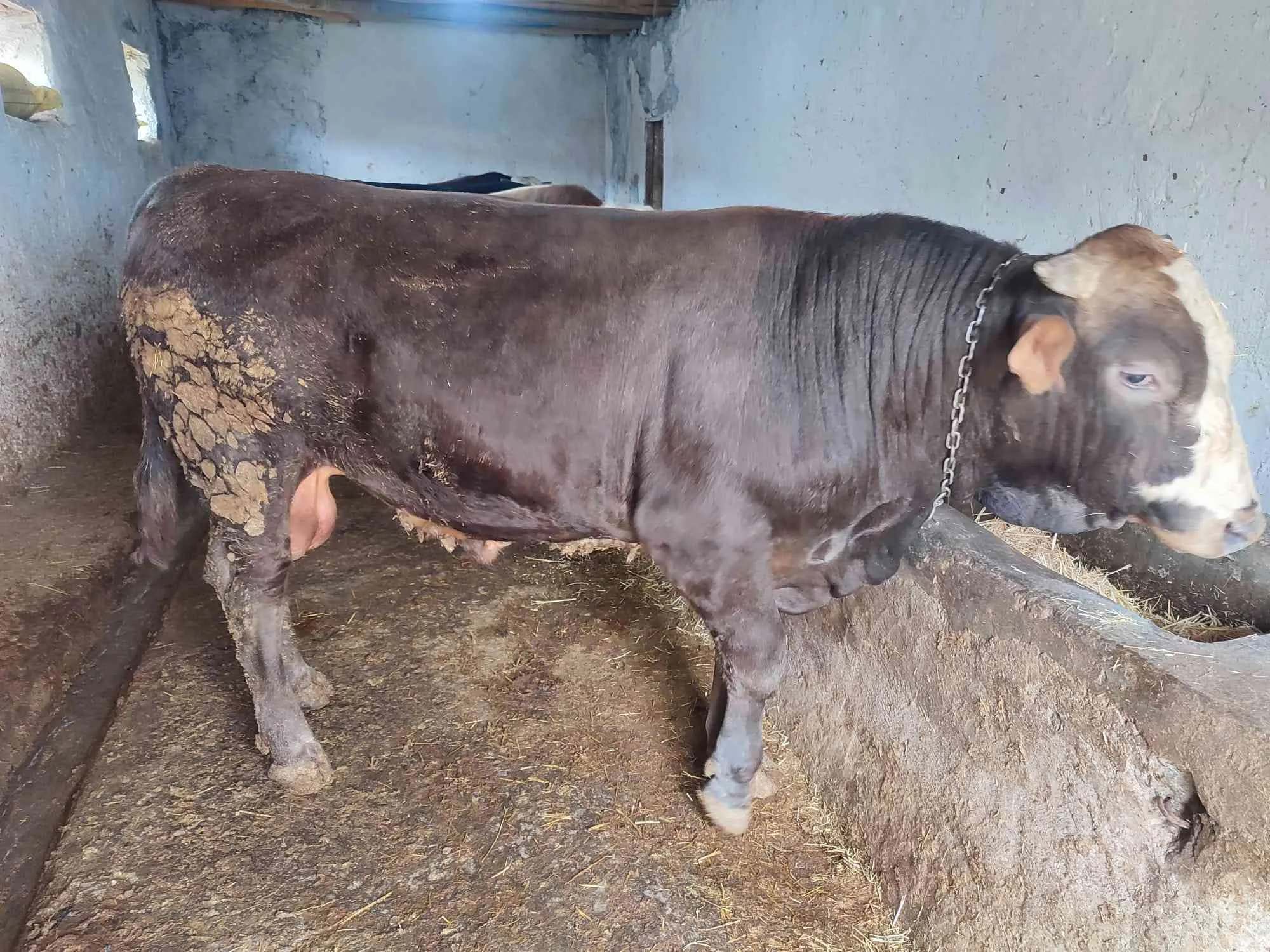 2 yaş 700 kg Besi Danası
