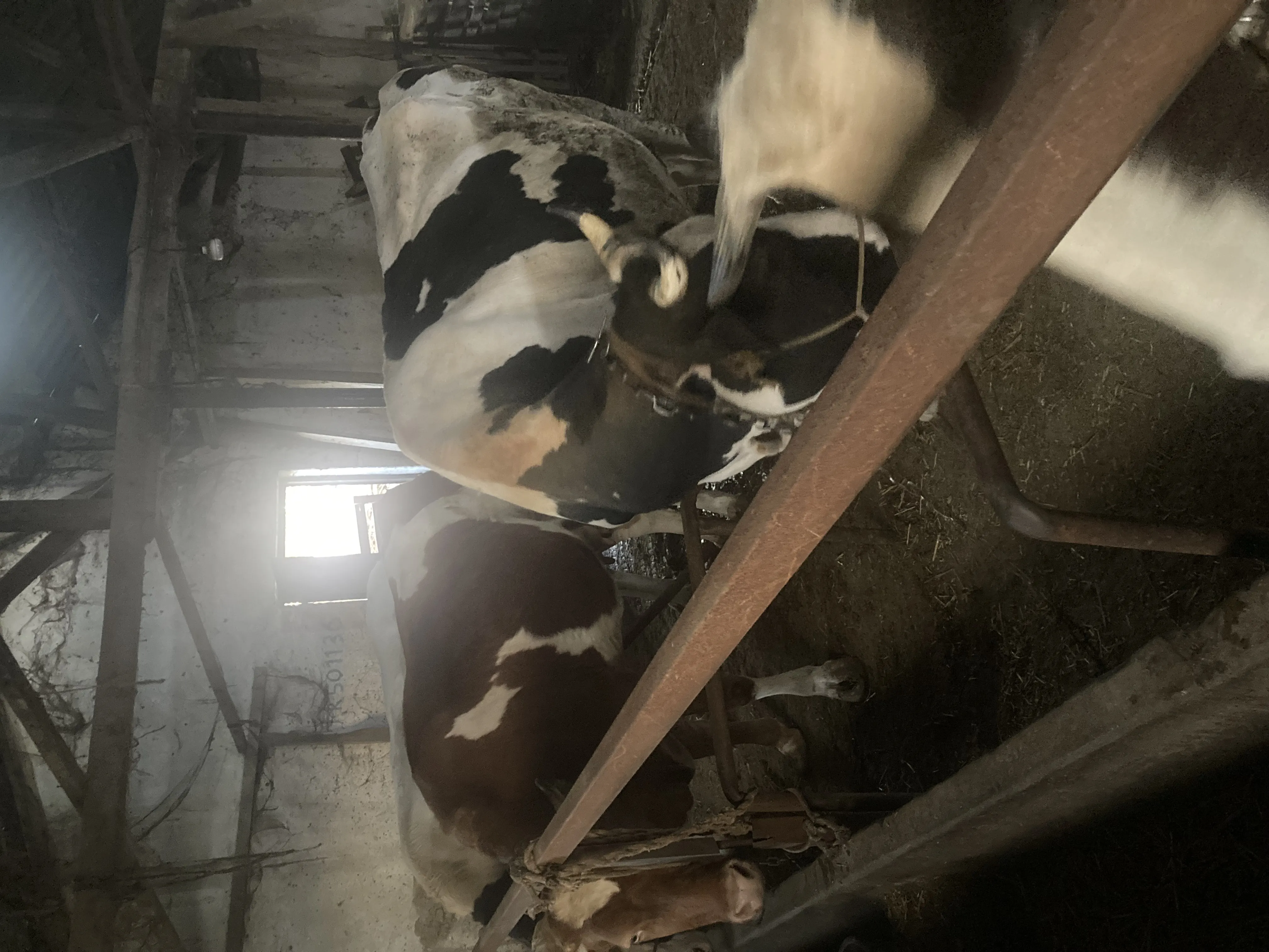 Simental holstein düve inek kurbanlık