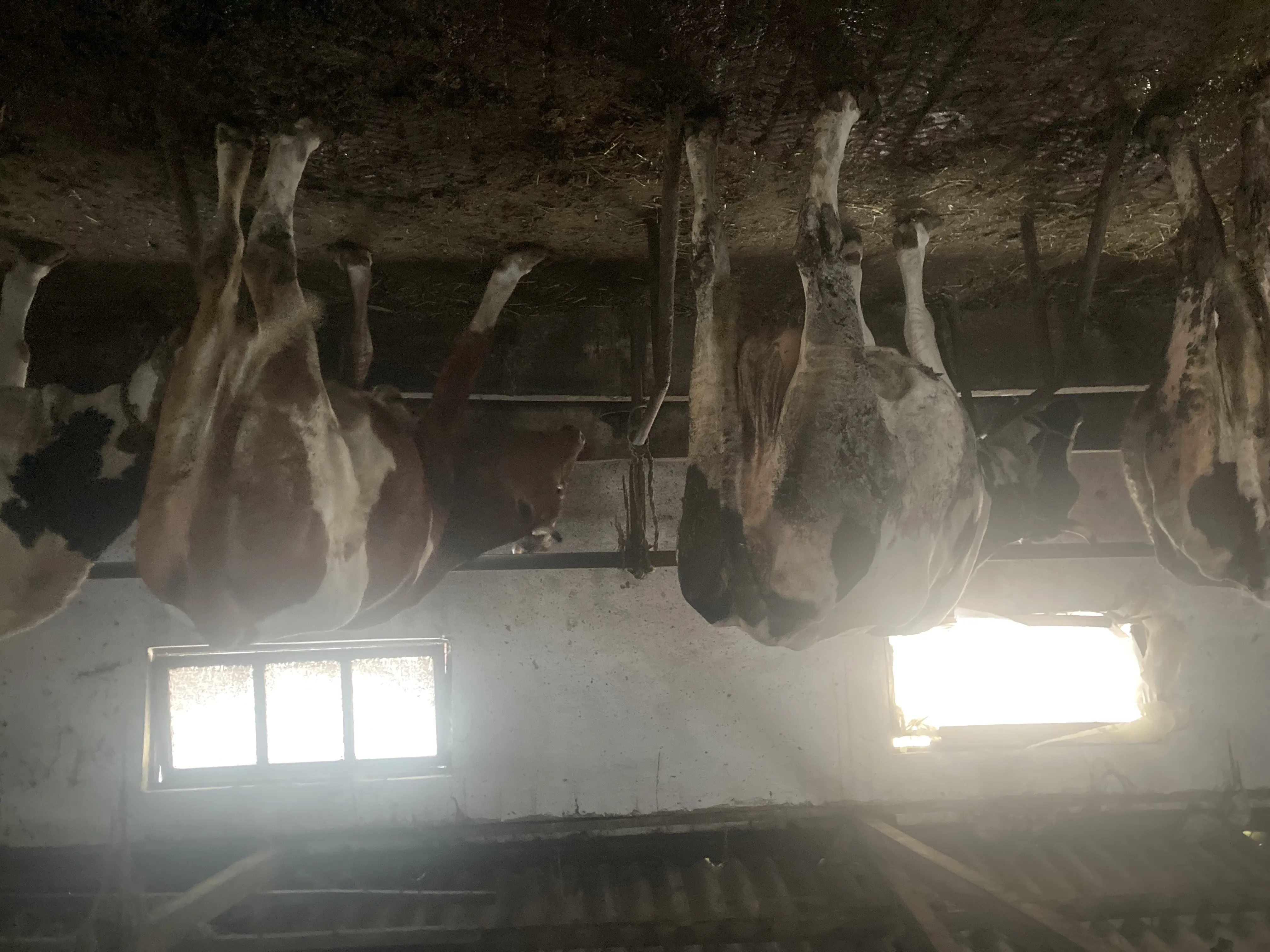 Simental holstein düve inek kurbanlık