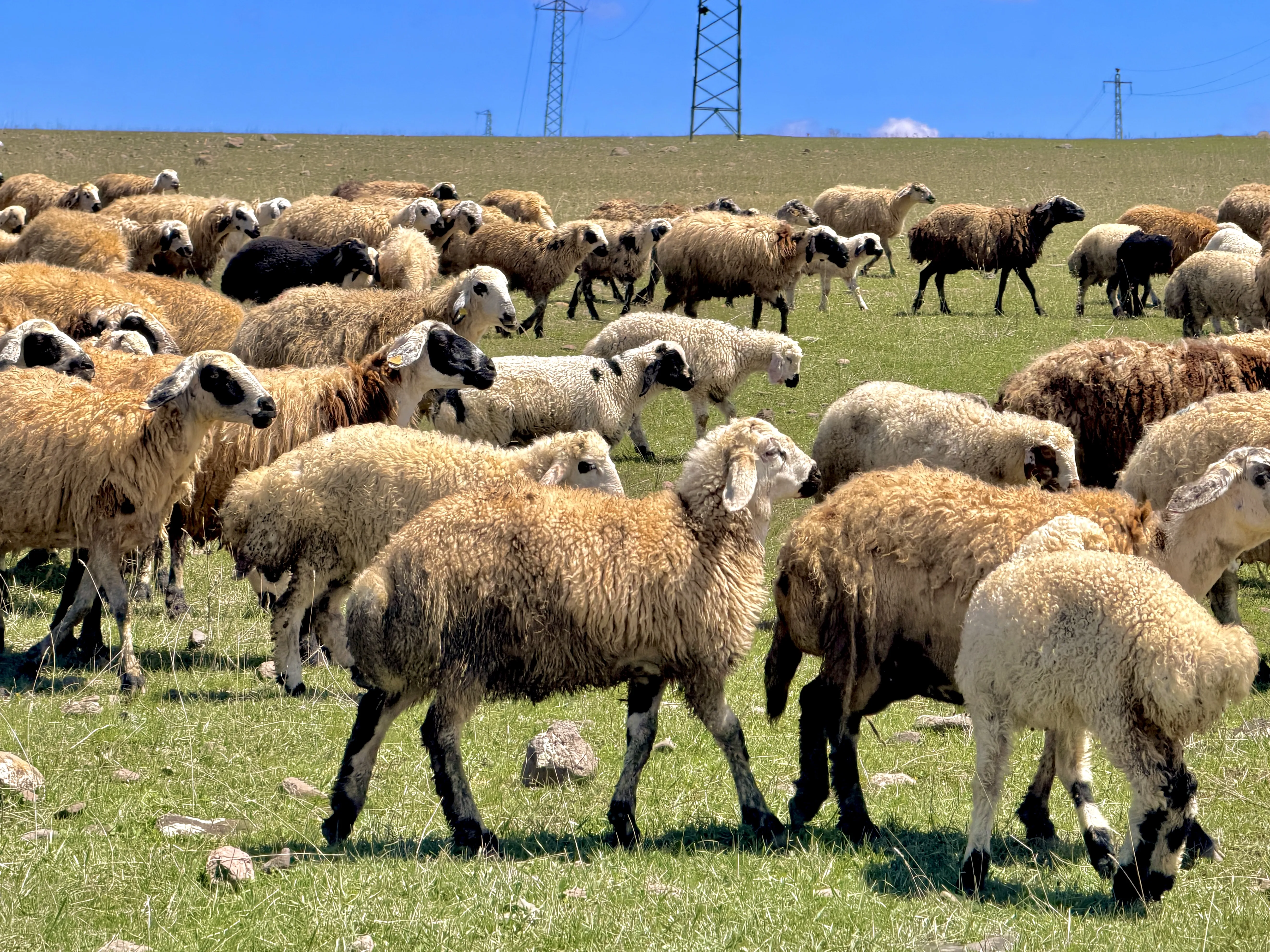 Kücükbaş Kurbanlık Bulunur Bakımı ve kesimi ücretsizdir